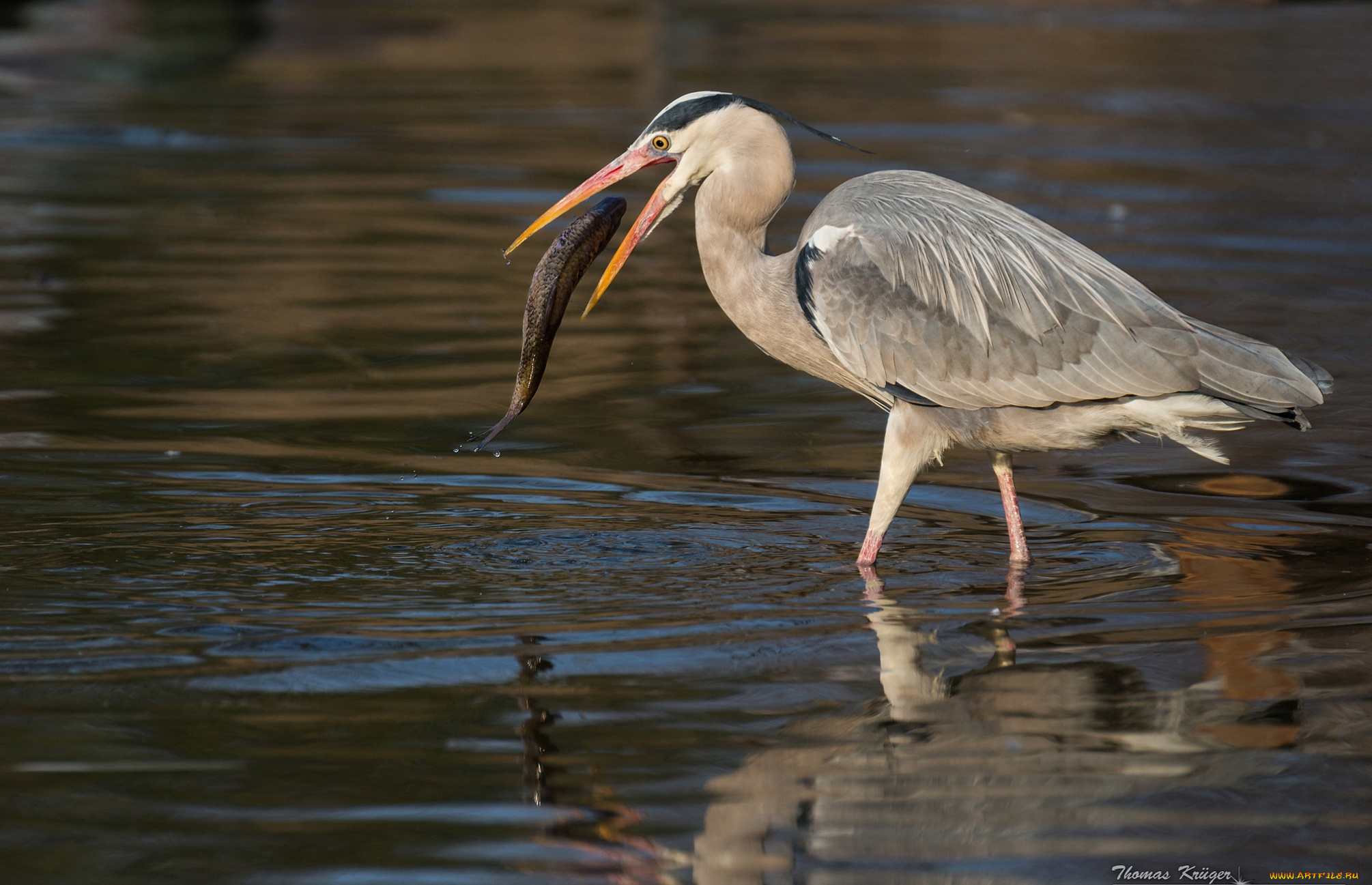 животные, цапли, добыча