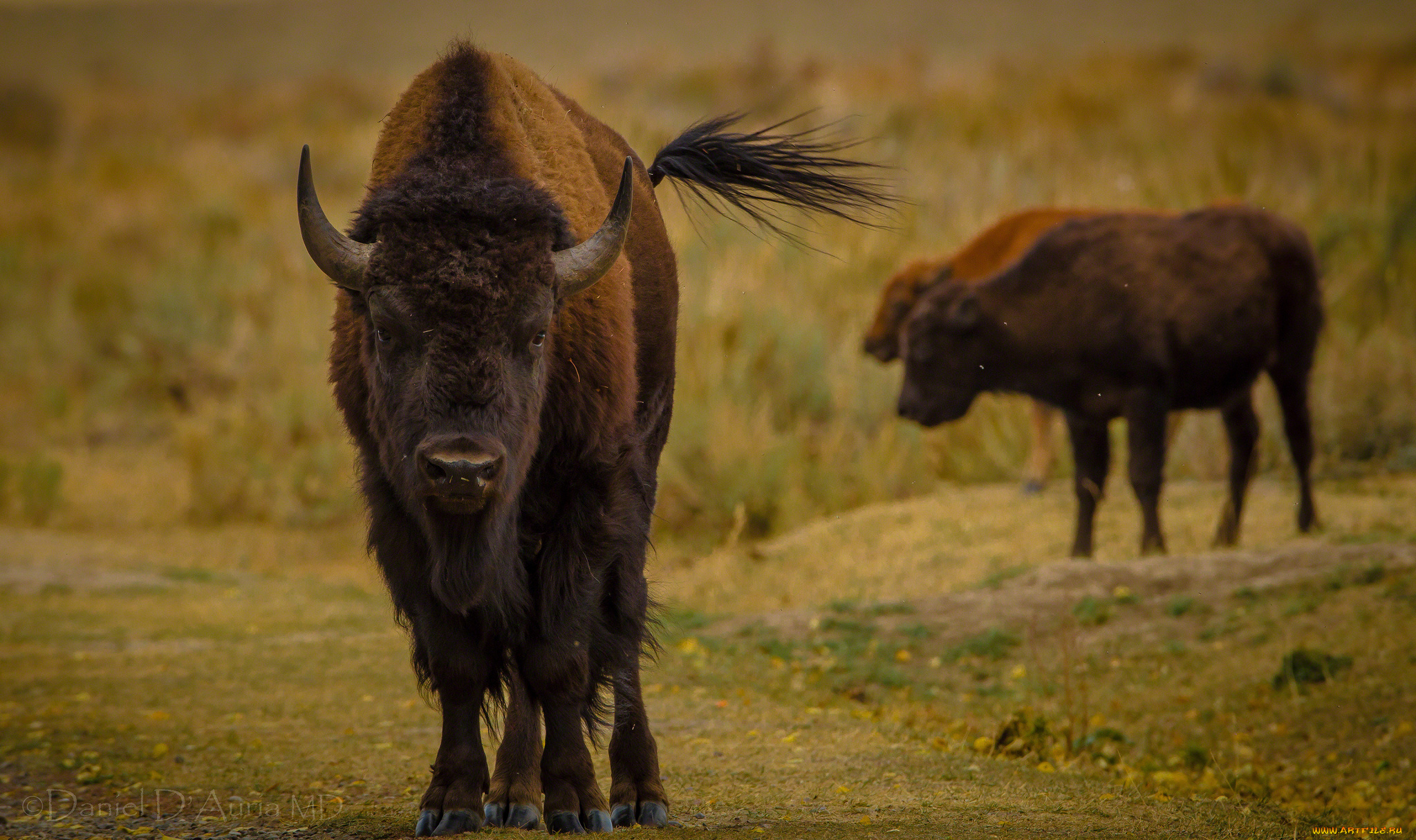 животные, зубры, бизоны