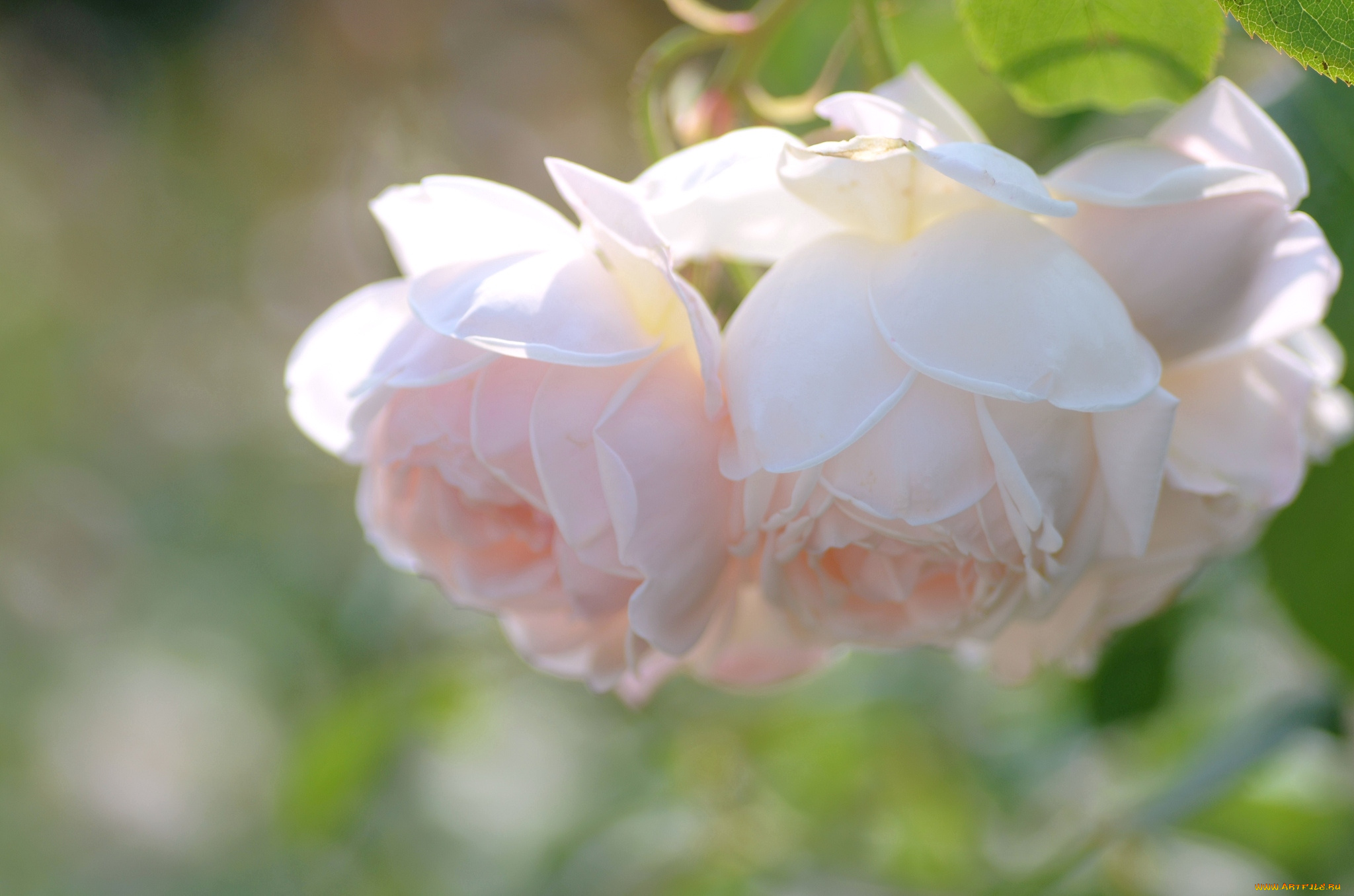 цветы, розы, нежность