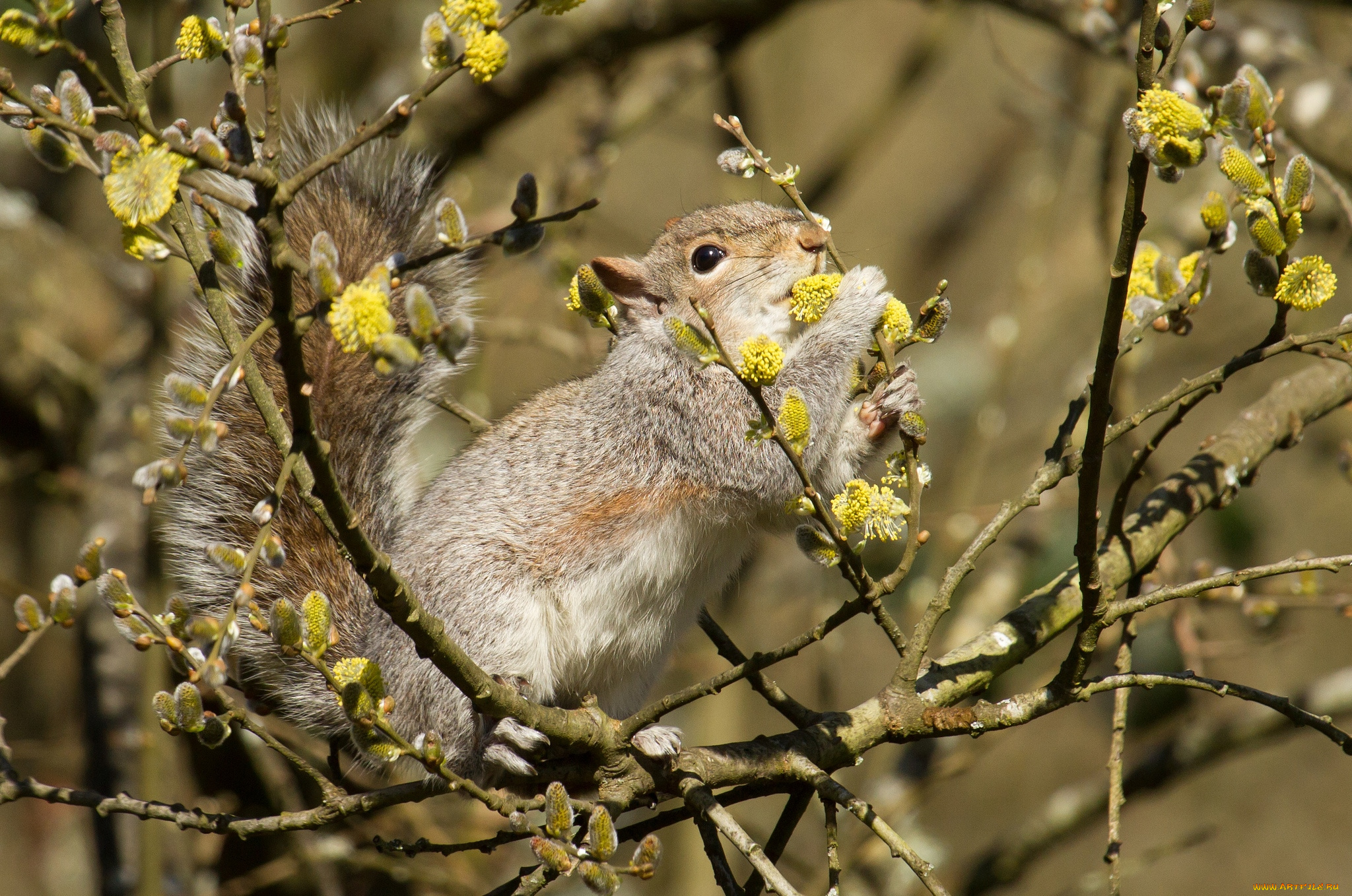 животные, белки, зверек