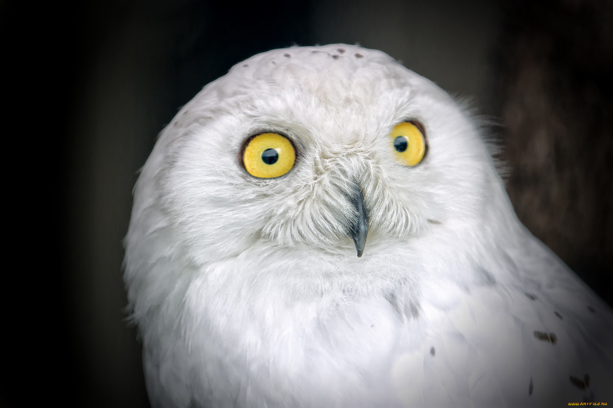 животные, совы, сипуха