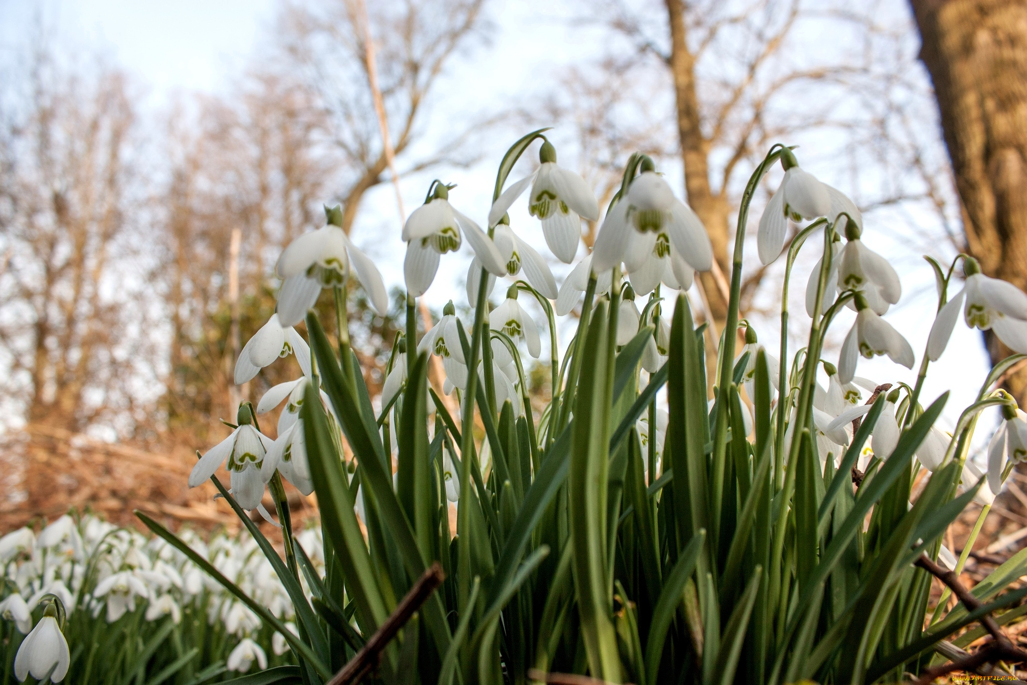 цветы, подснежники, белоцветник, весна
