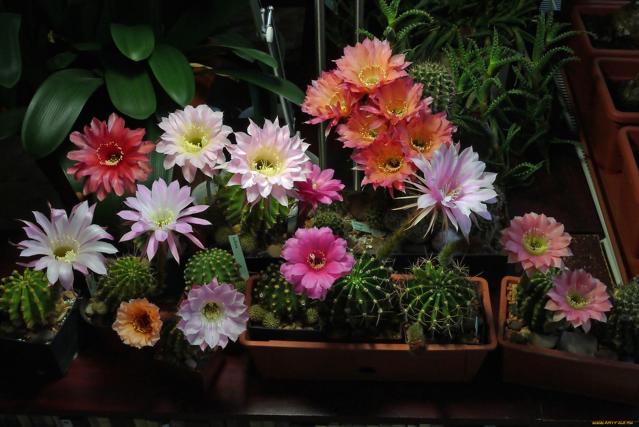 цветы, кактусы, колючки, цветение