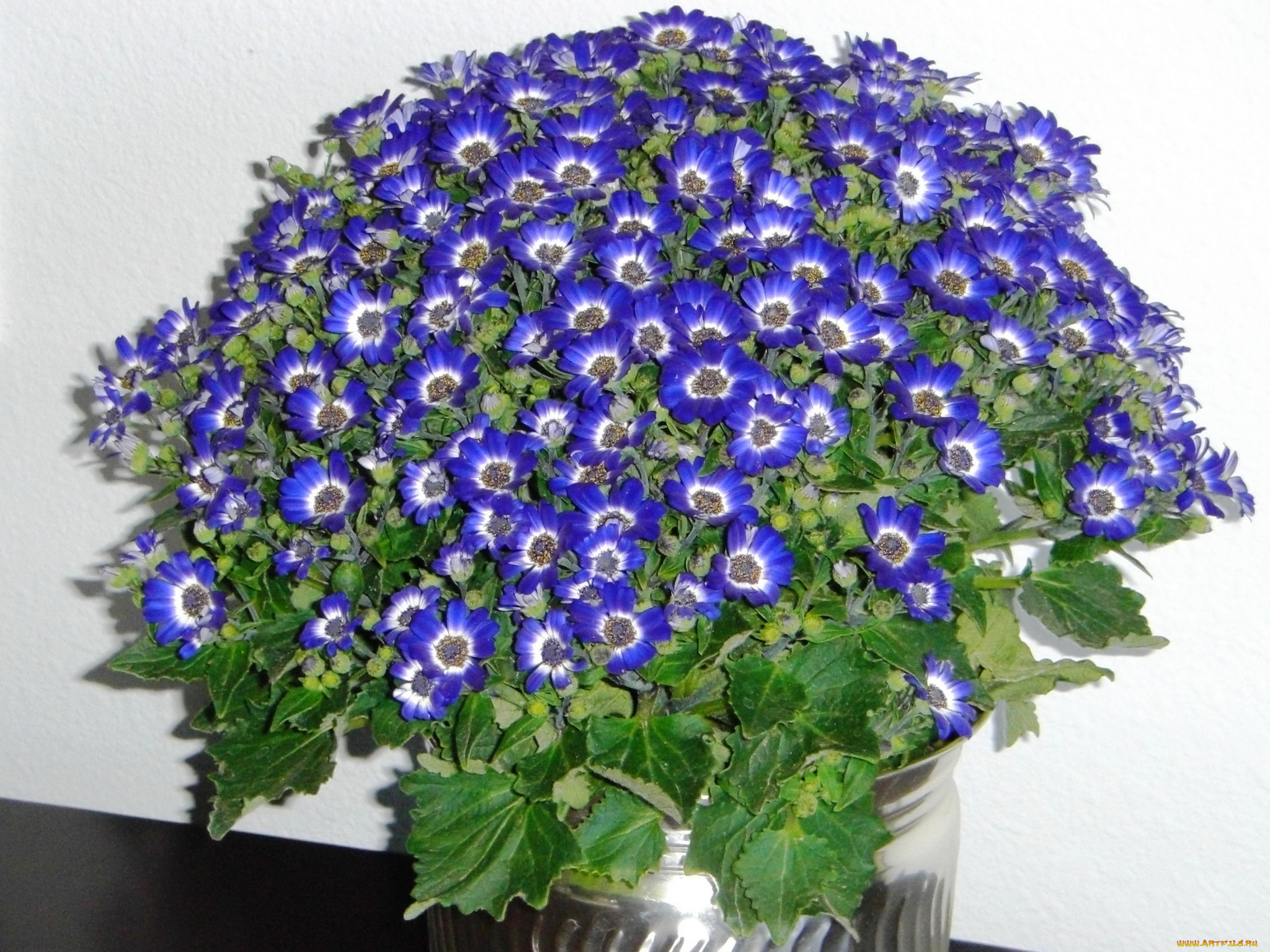 цветы, цинерария, африканская, астра, циненария