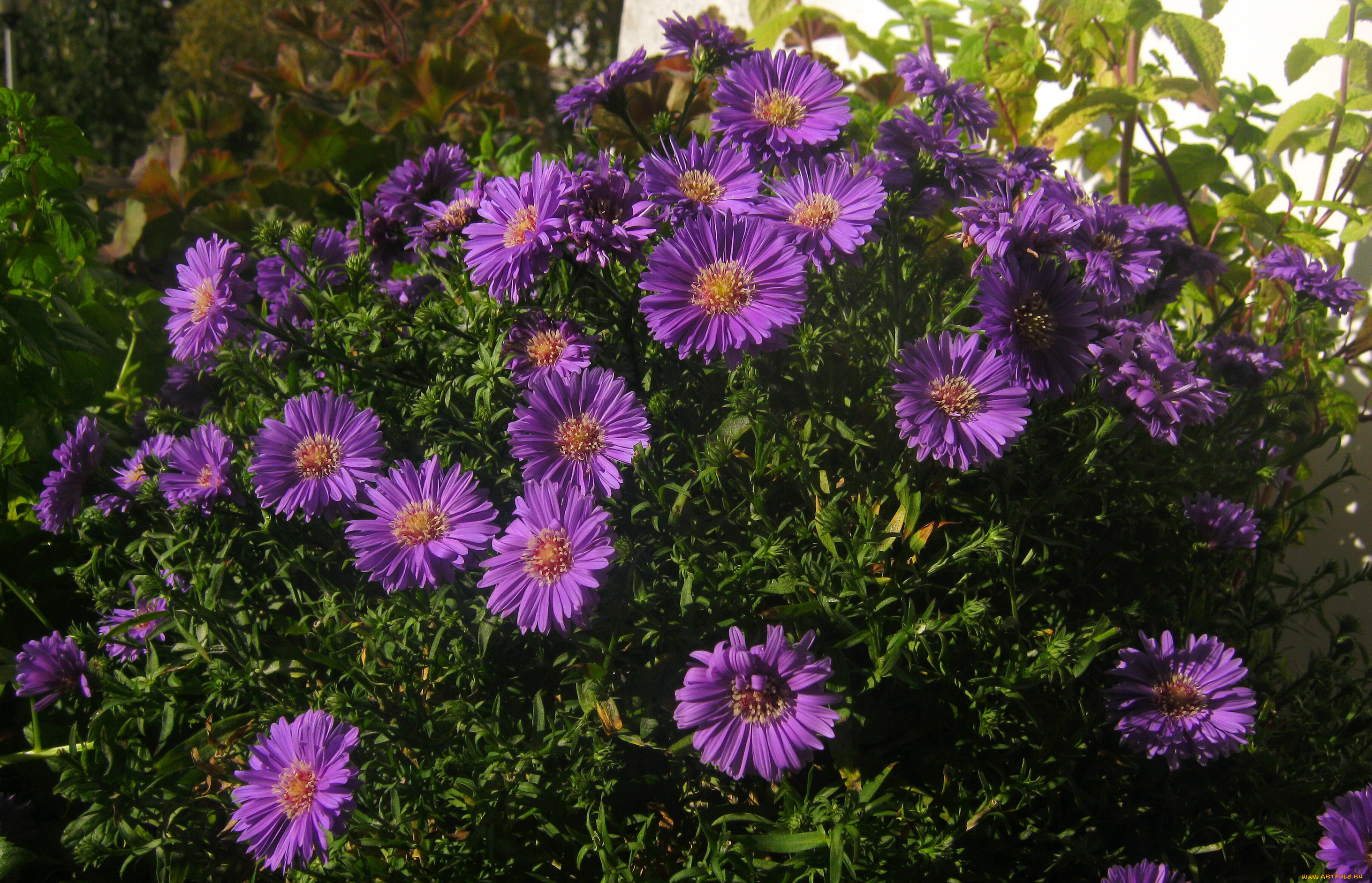 цветы, астры, куст