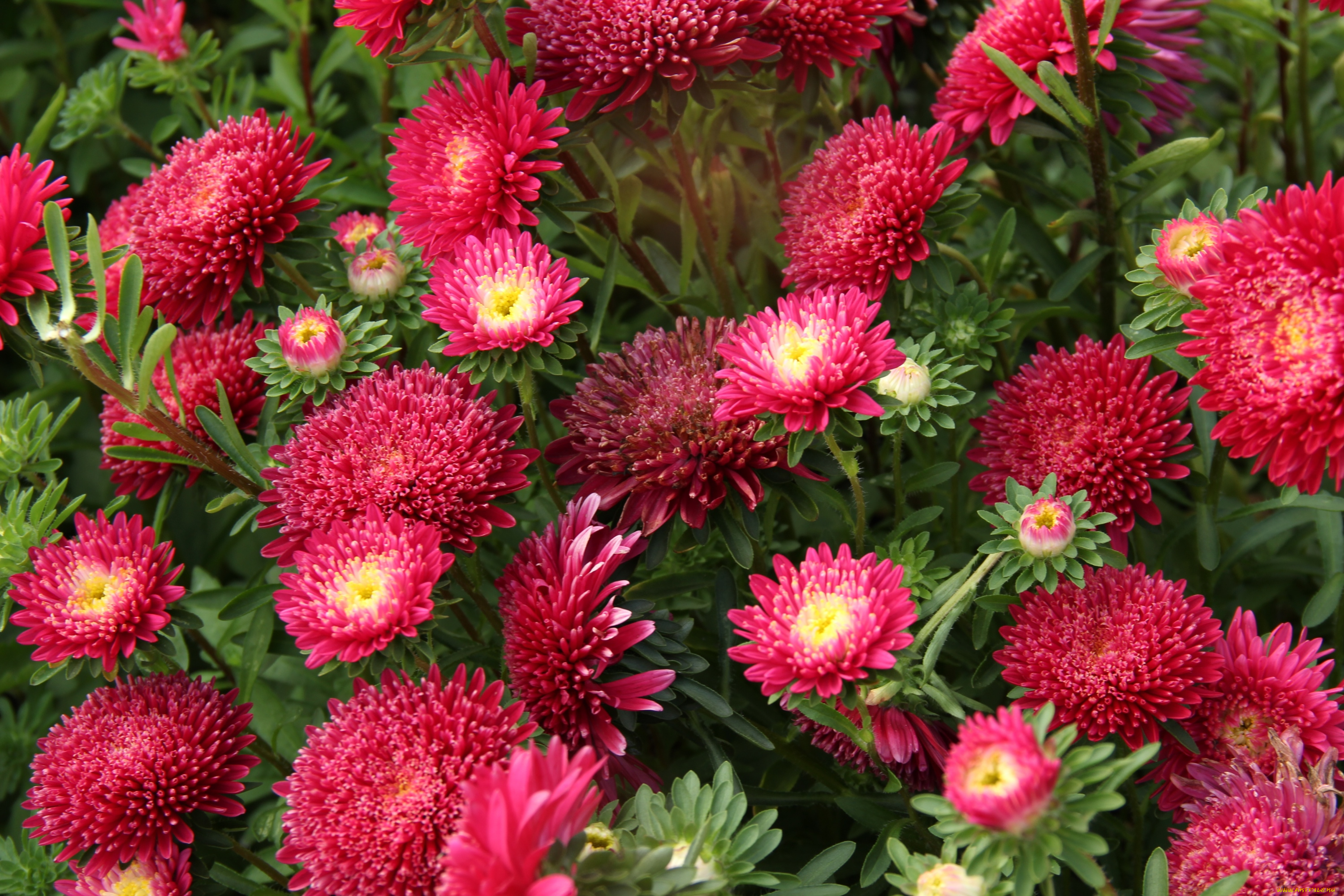 цветы, астры, красный