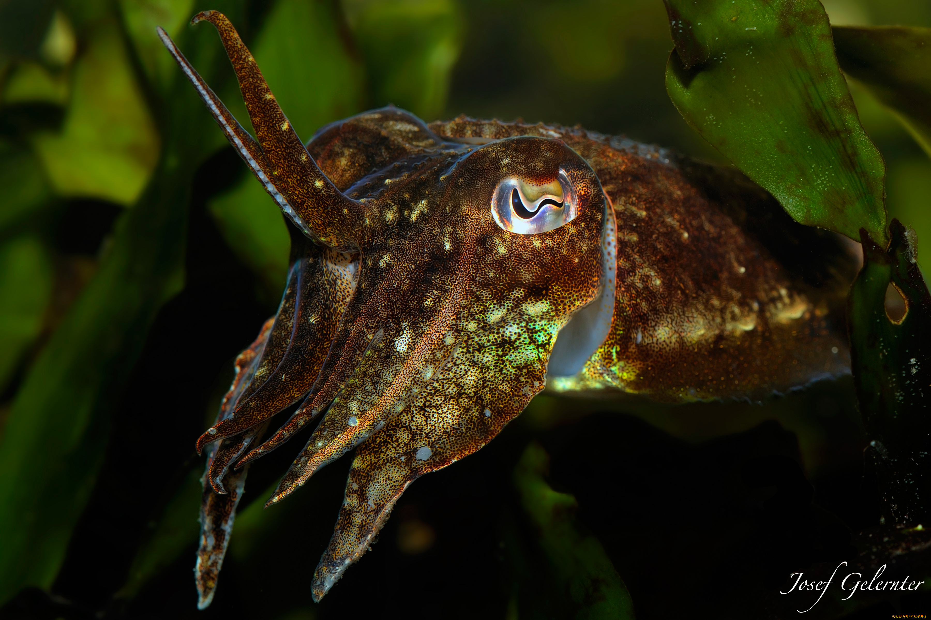 животные, морская, фауна, каракатица