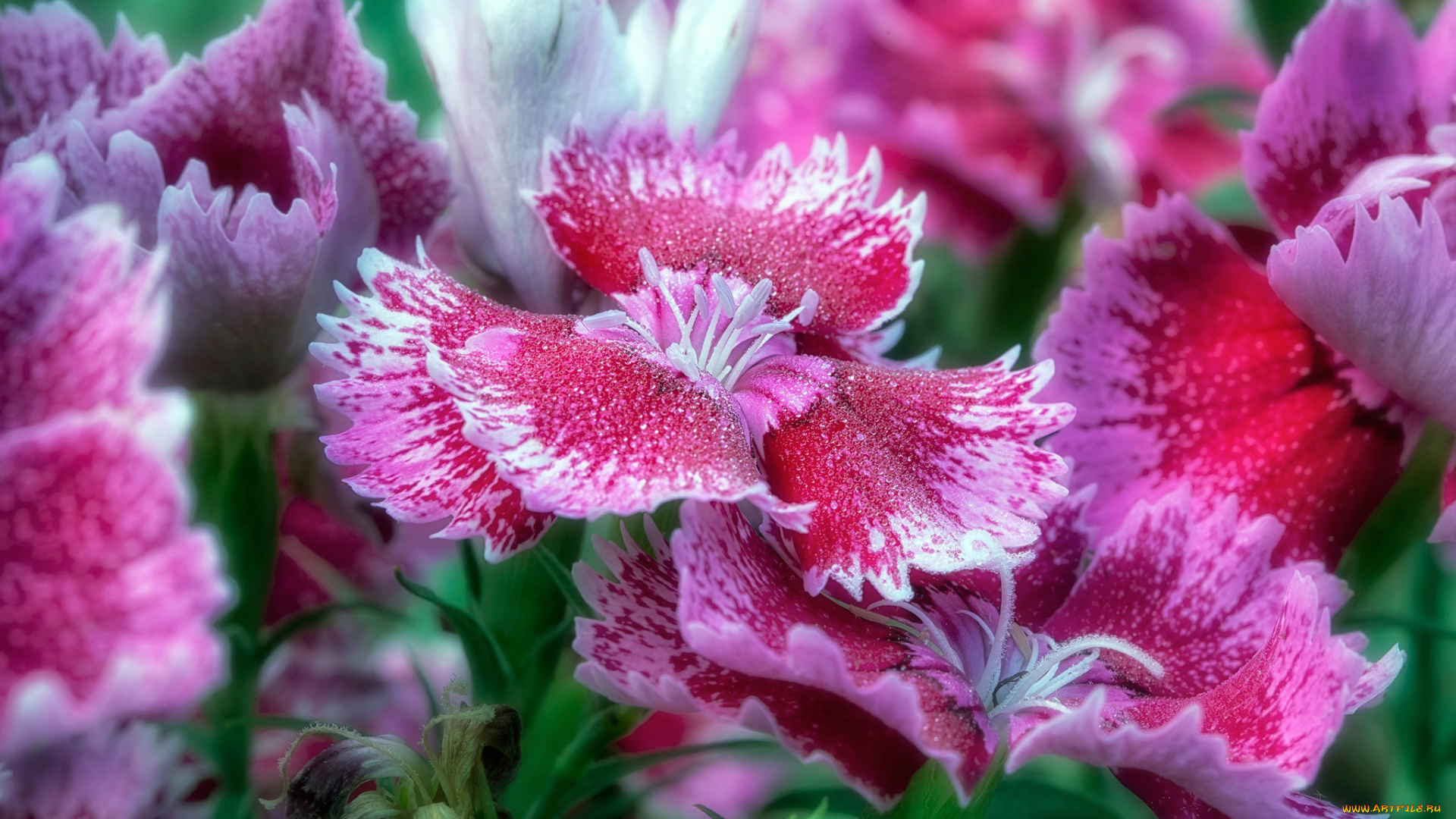 цветы, флоксы, макро, лепестки, magic, kingdom