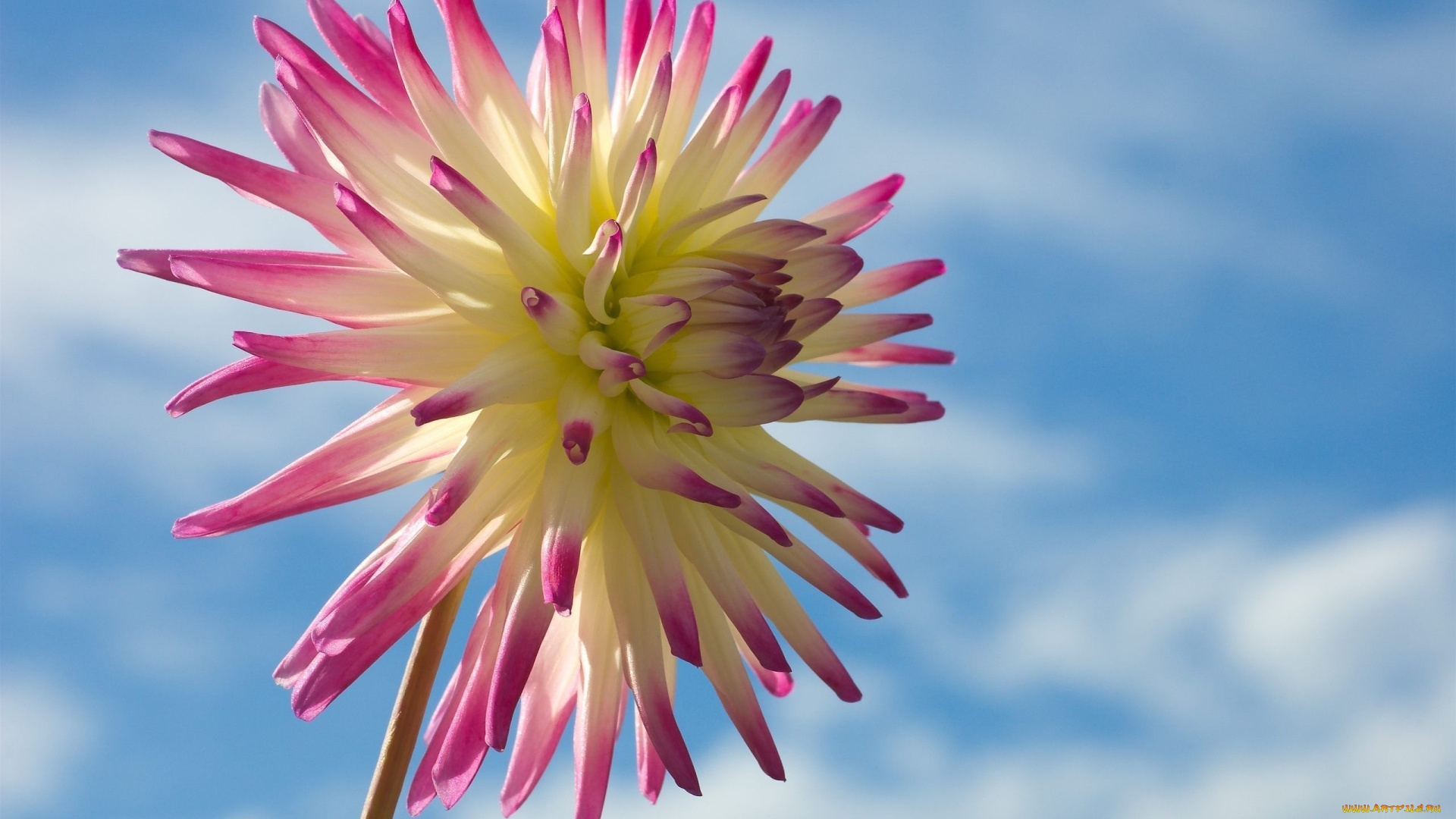 цветы, георгины, лепестки