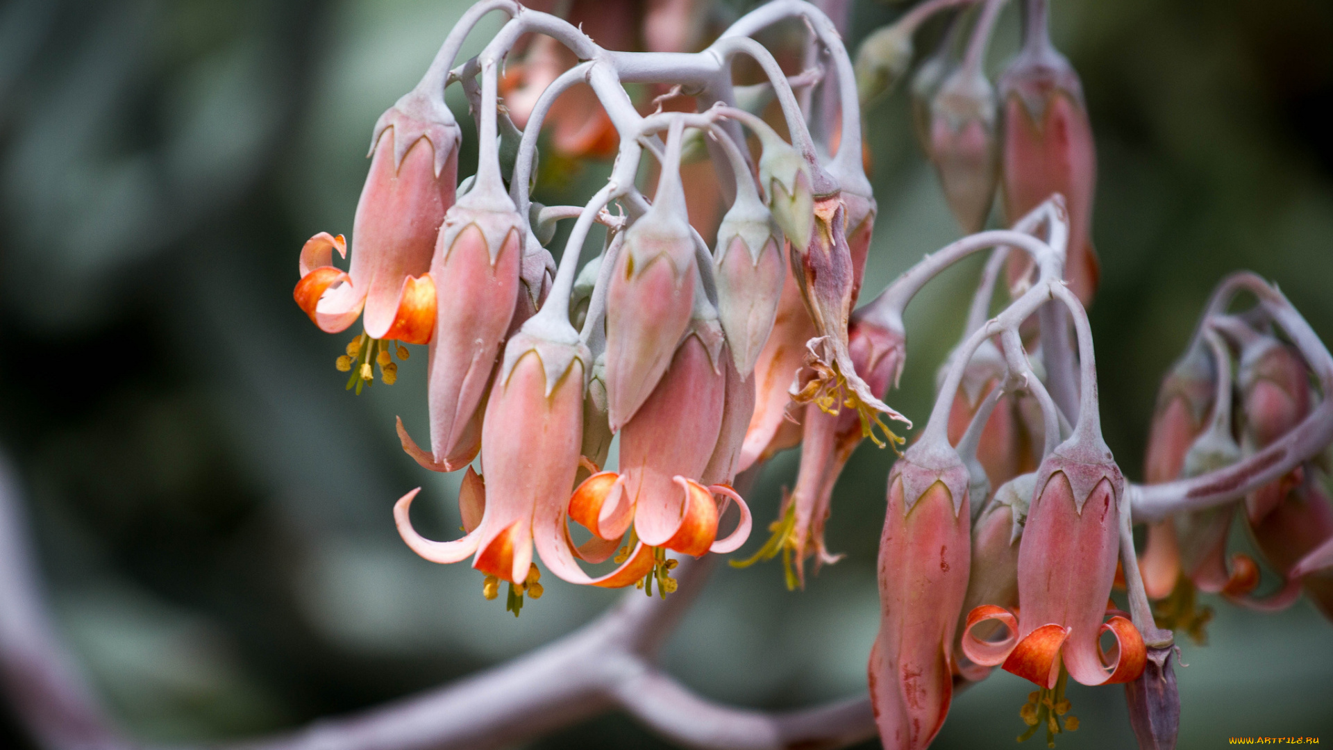 цветы, каланхоэ, колокольчики