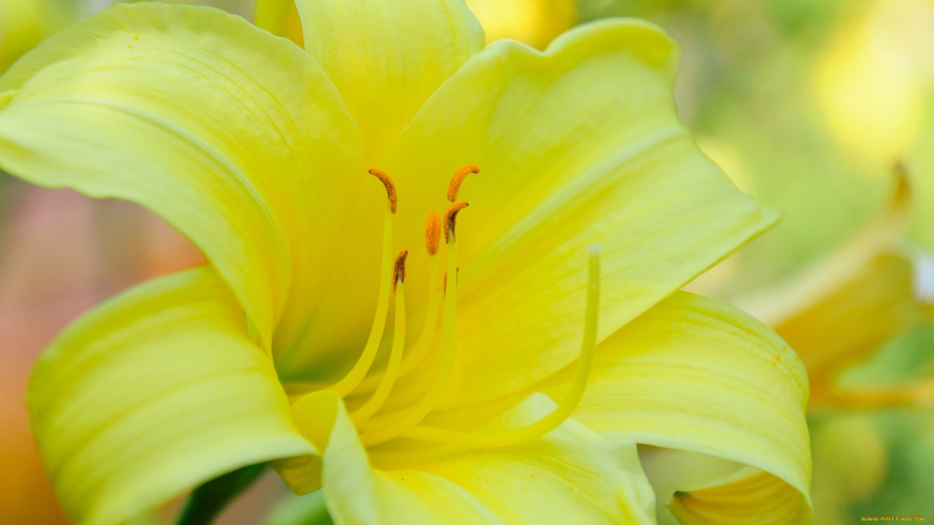 цветы, лилии, , лилейники, желтый