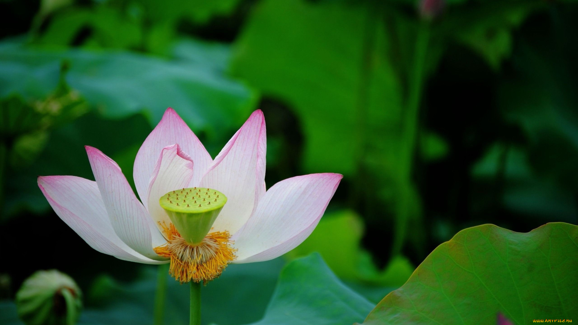 цветы, лотосы, лепестки