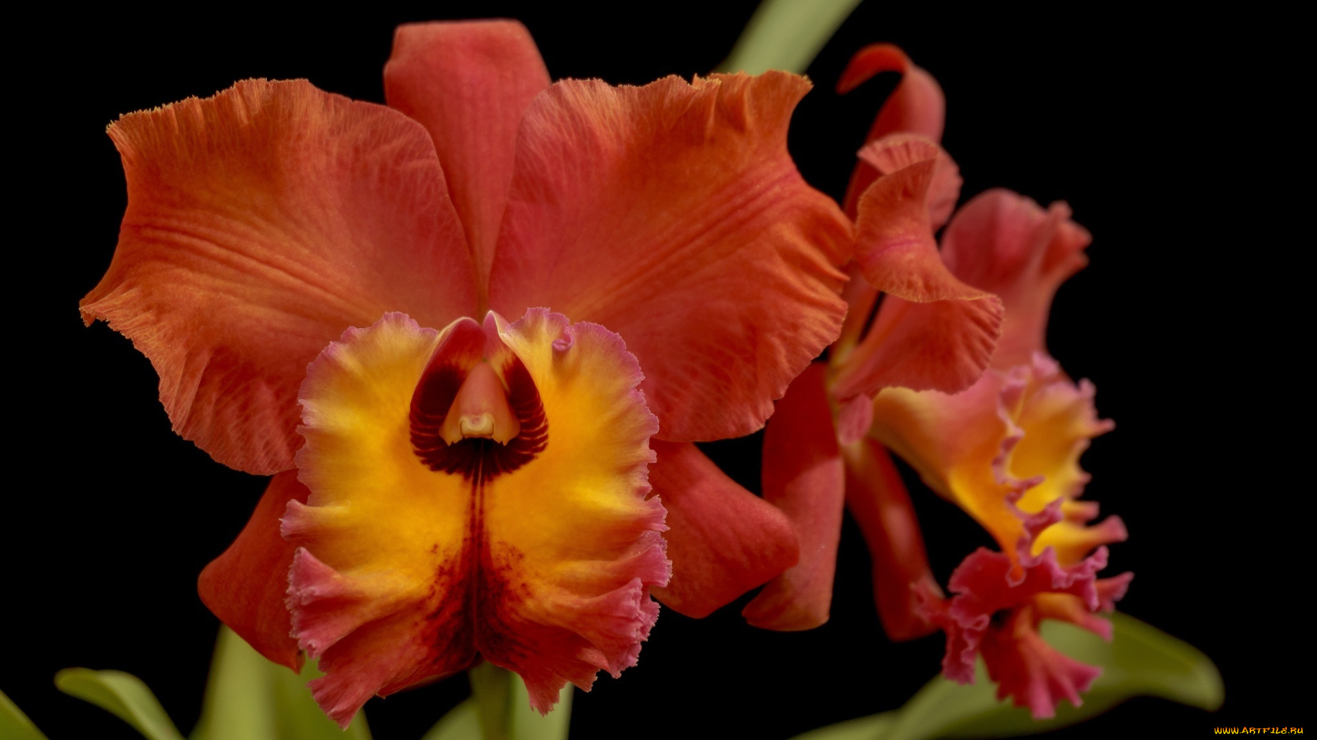 цветы, орхидеи, красный, макро