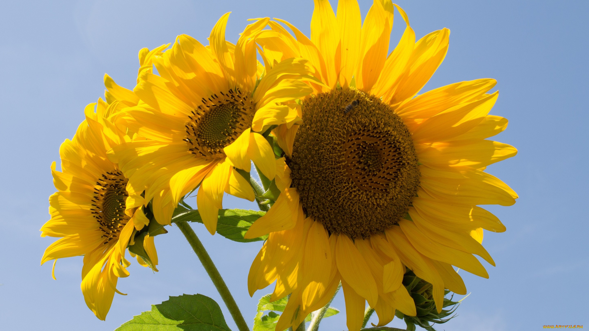 цветы, подсолнухи, лепестки, небо