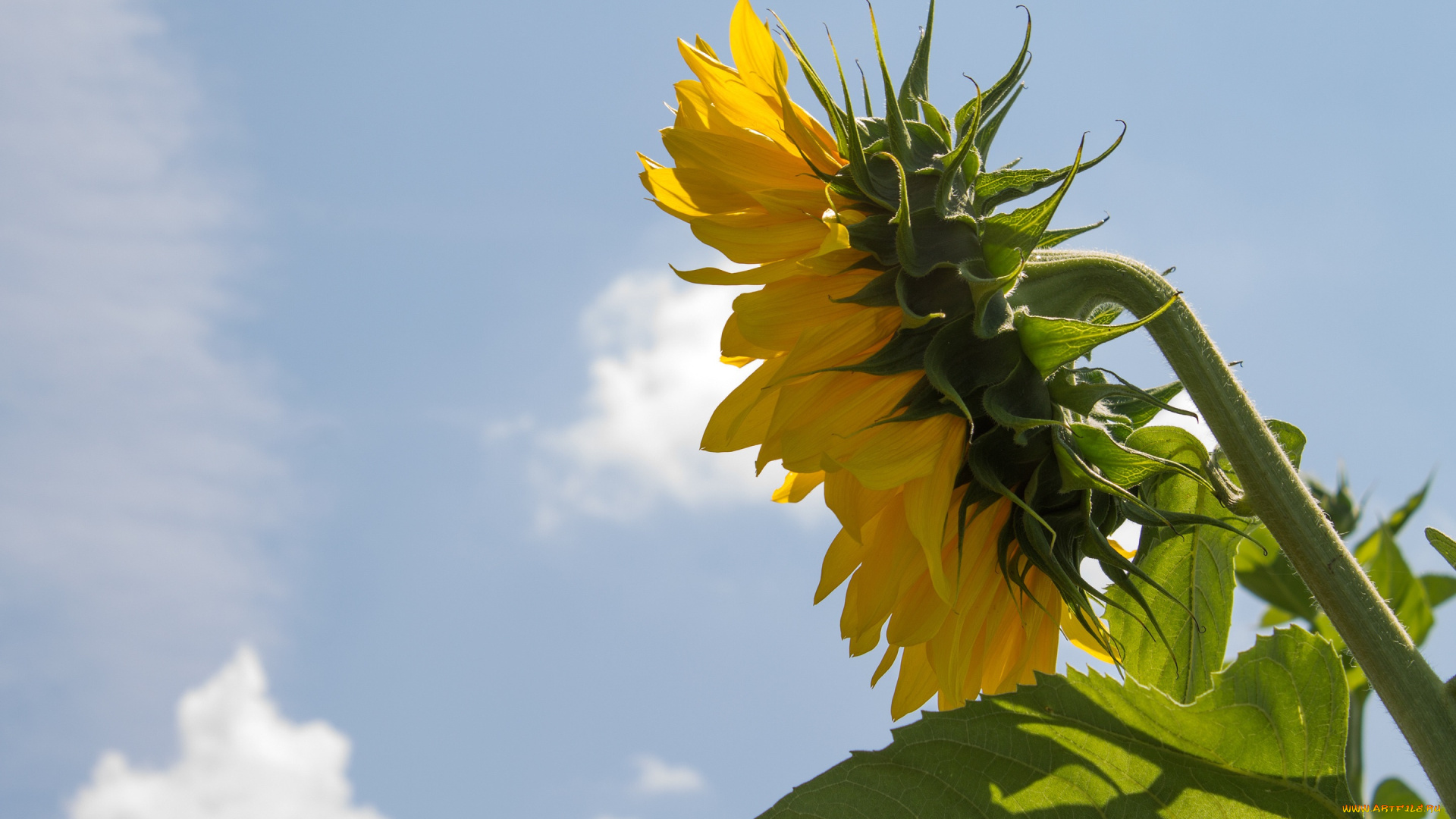 цветы, подсолнухи, небо, лепестки