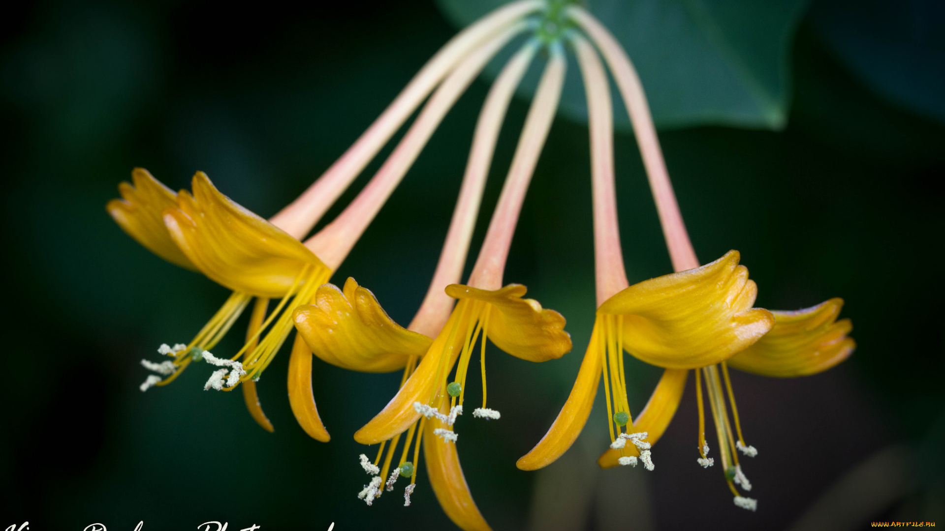 цветы, жёлтые, трубочки, макро