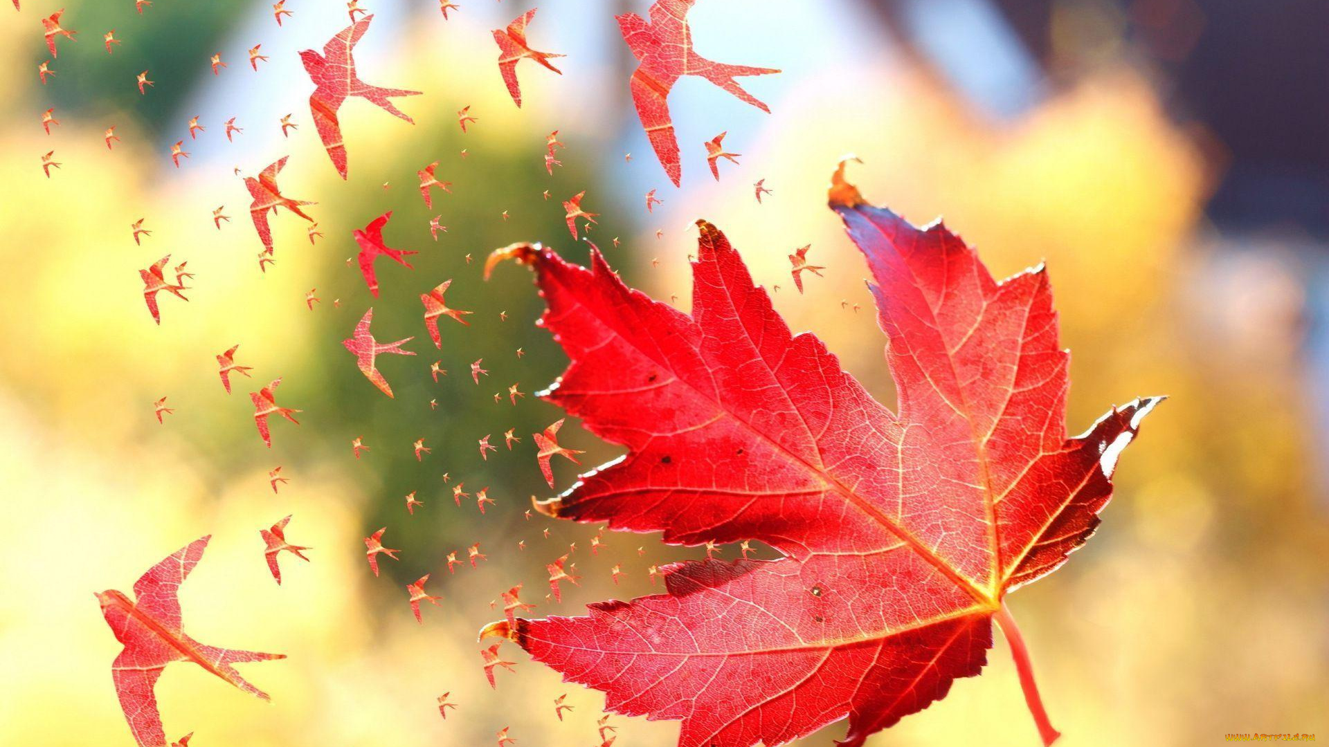 разное, компьютерный, дизайн, осень, клен, листья, полет, ласточки, птицы