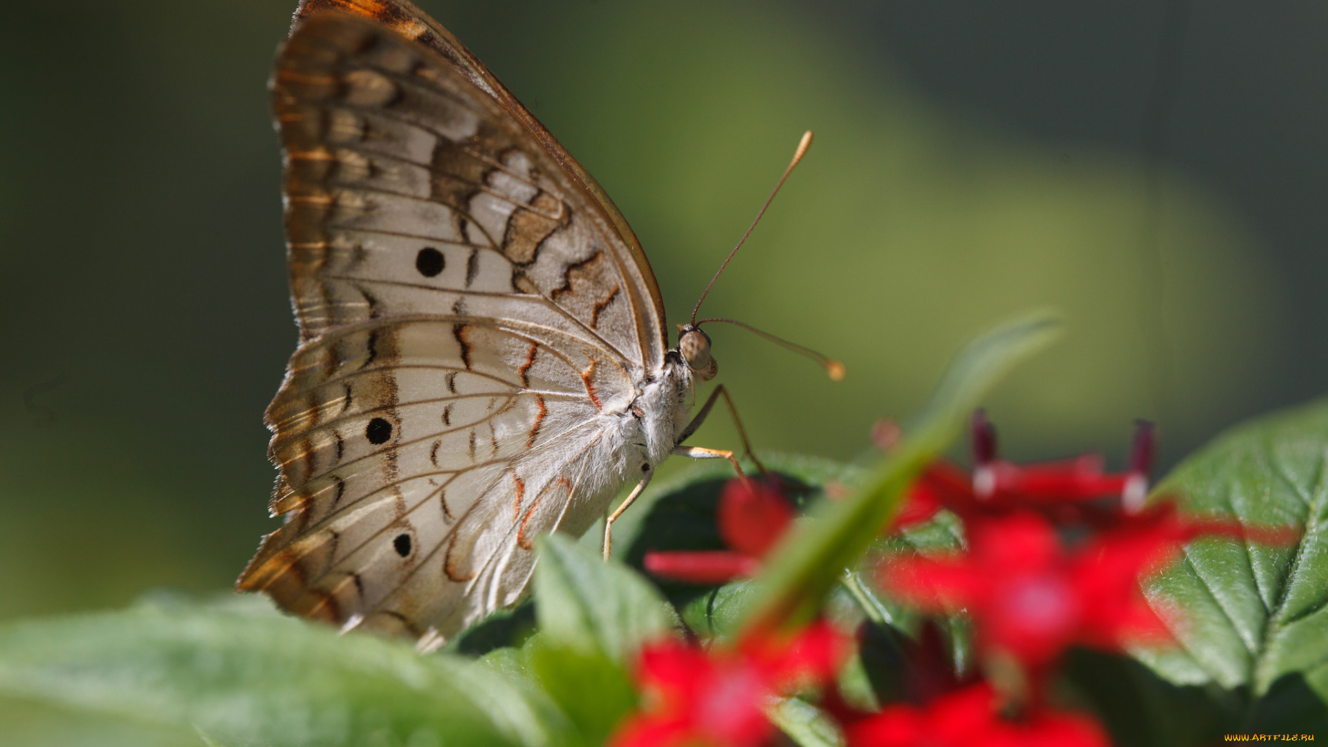 животные, бабочки, bob, decker, листья, насекомое, усики, цветок, крылья, фон, бабочка, макро