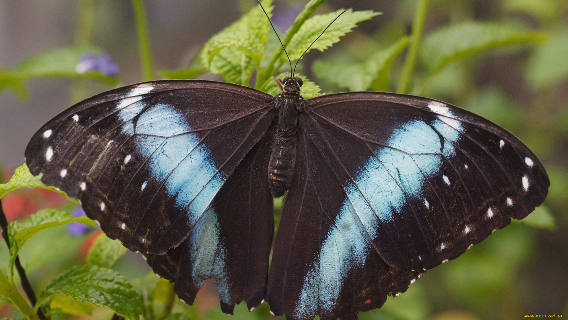 животные, бабочки, усики, фон, бабочка, макро, крылья, листья, насекомое, bob, decker
