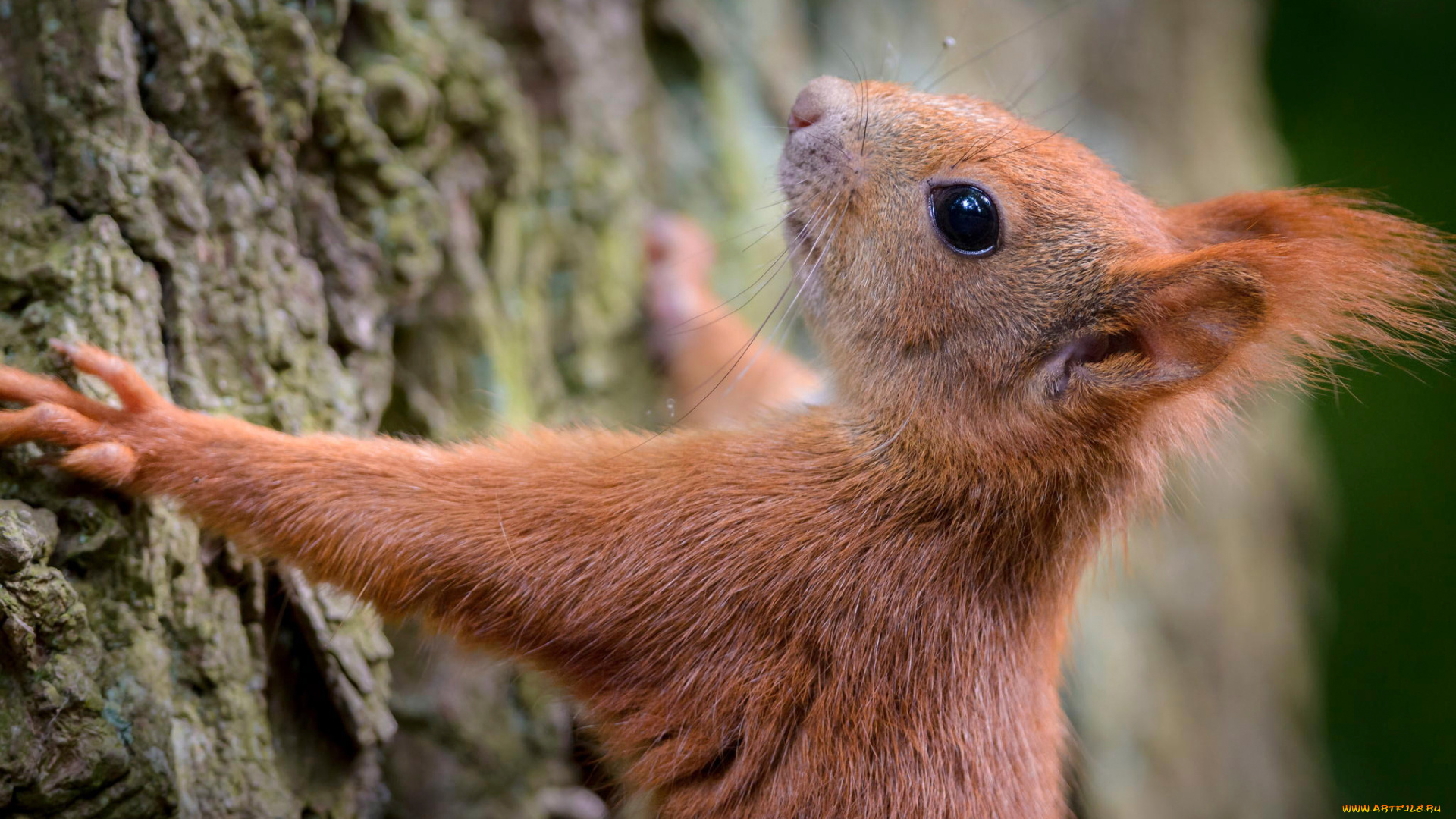 животные, белки, дерево, белка, кора