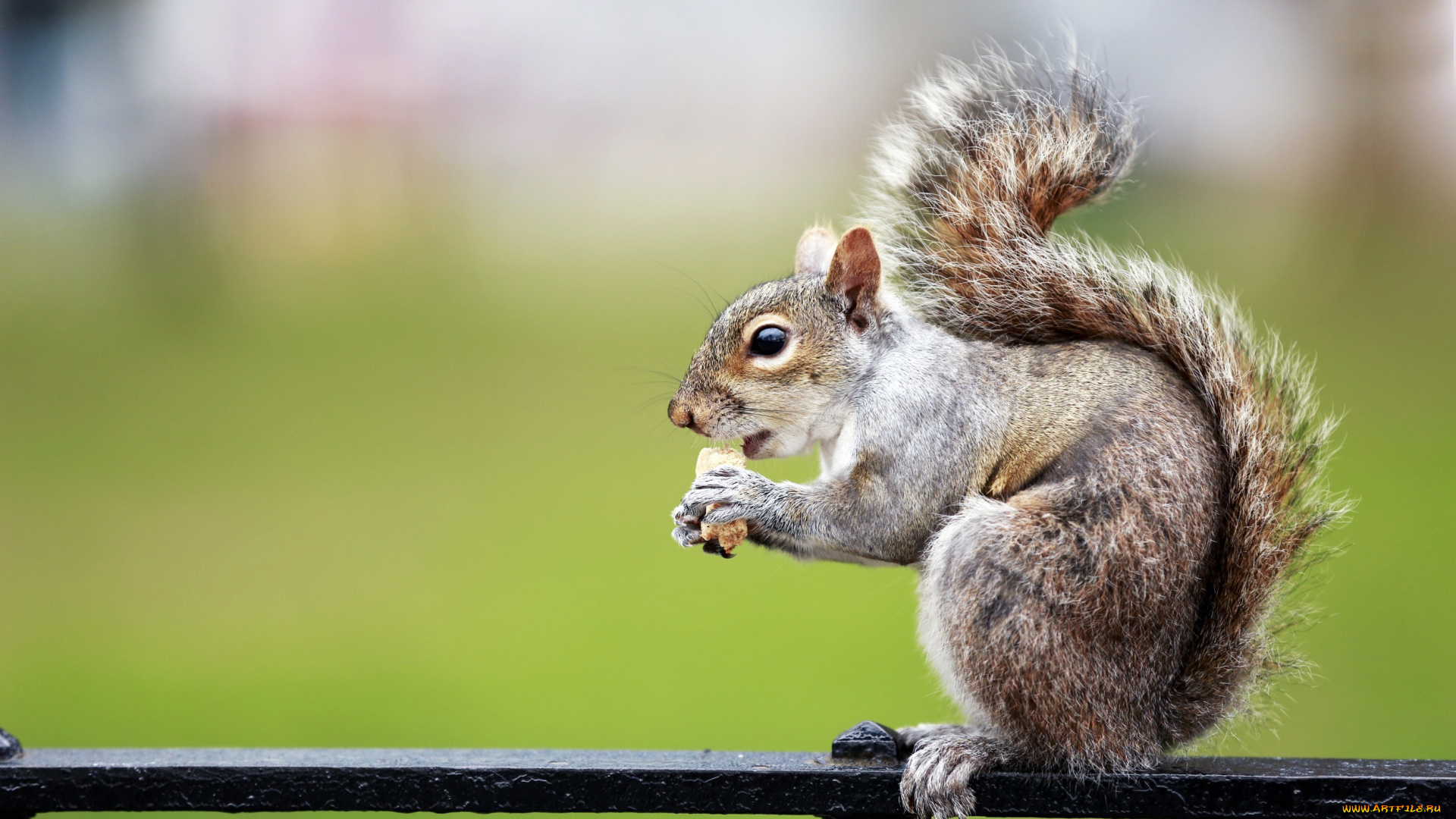 животные, белки, фон, хвост, зелёный, сухарик, белка, забор