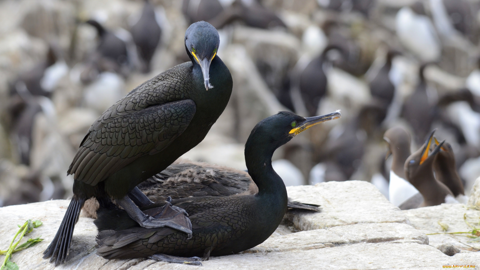 животные, Чайки, , бакланы, , крачки, пара, птицы