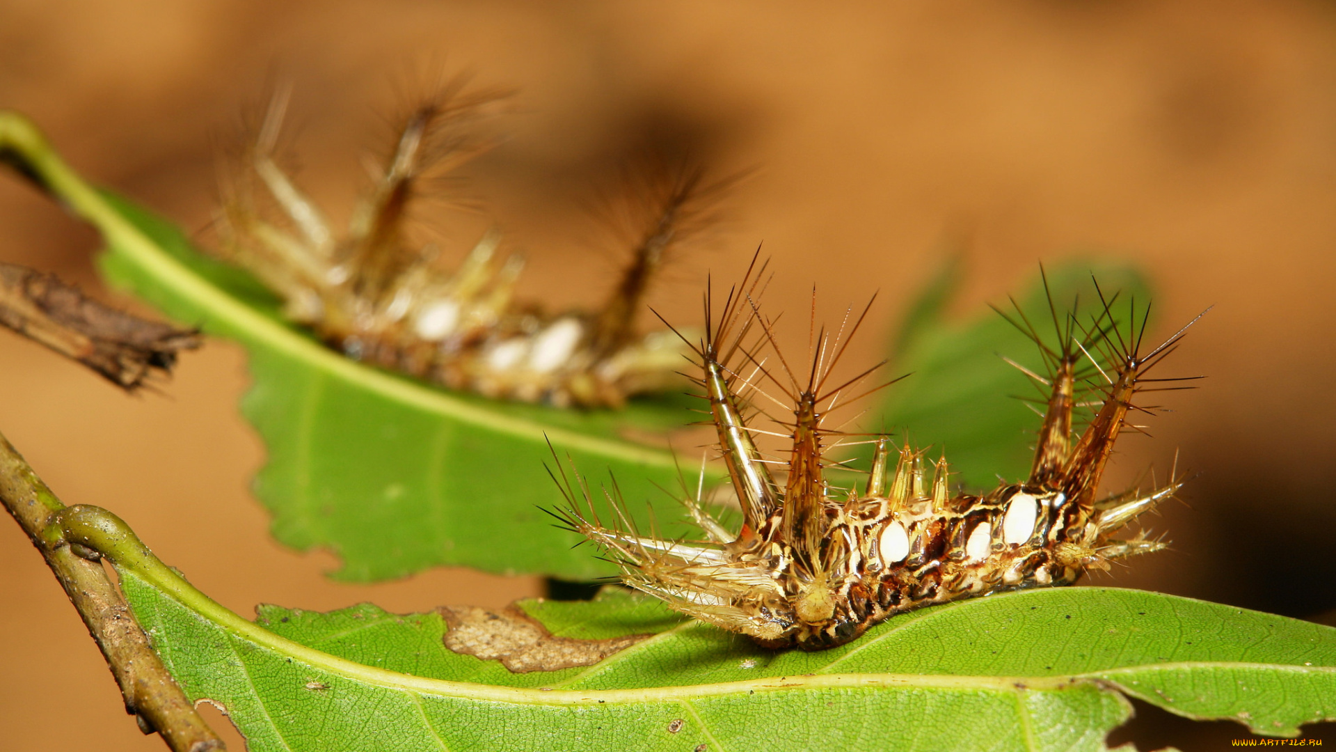 животные, гусеницы, листья, макро, itchydogimages