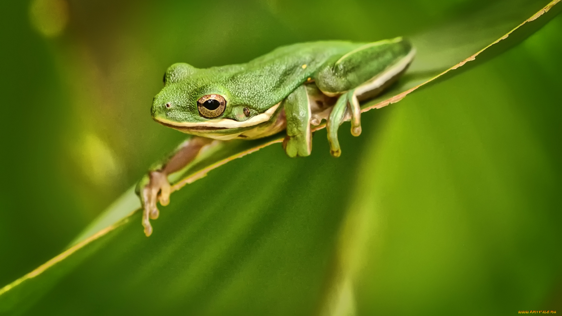 животные, лягушки, лягушка