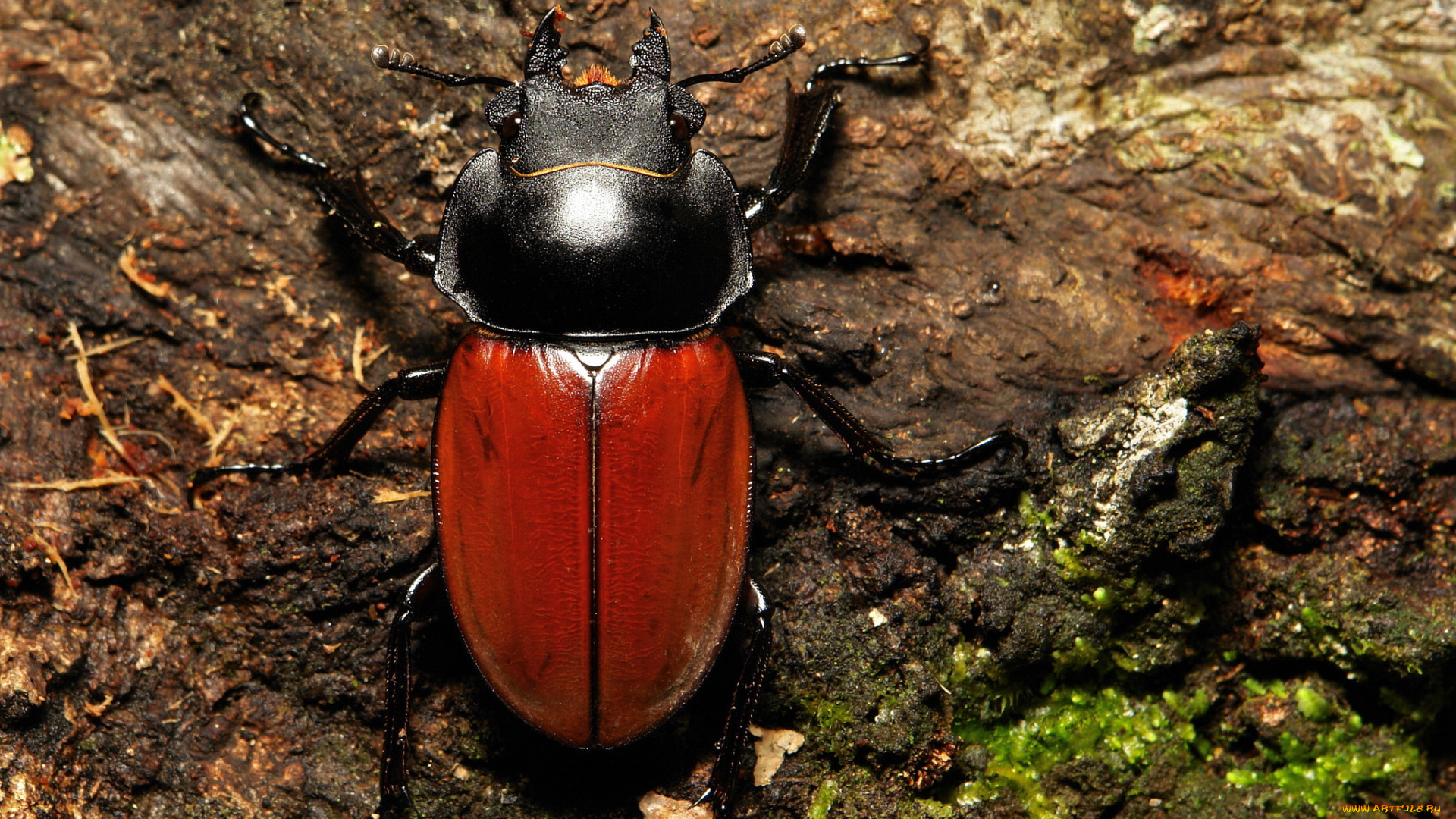 животные, насекомые, земля, макро, itchydogimages, жук