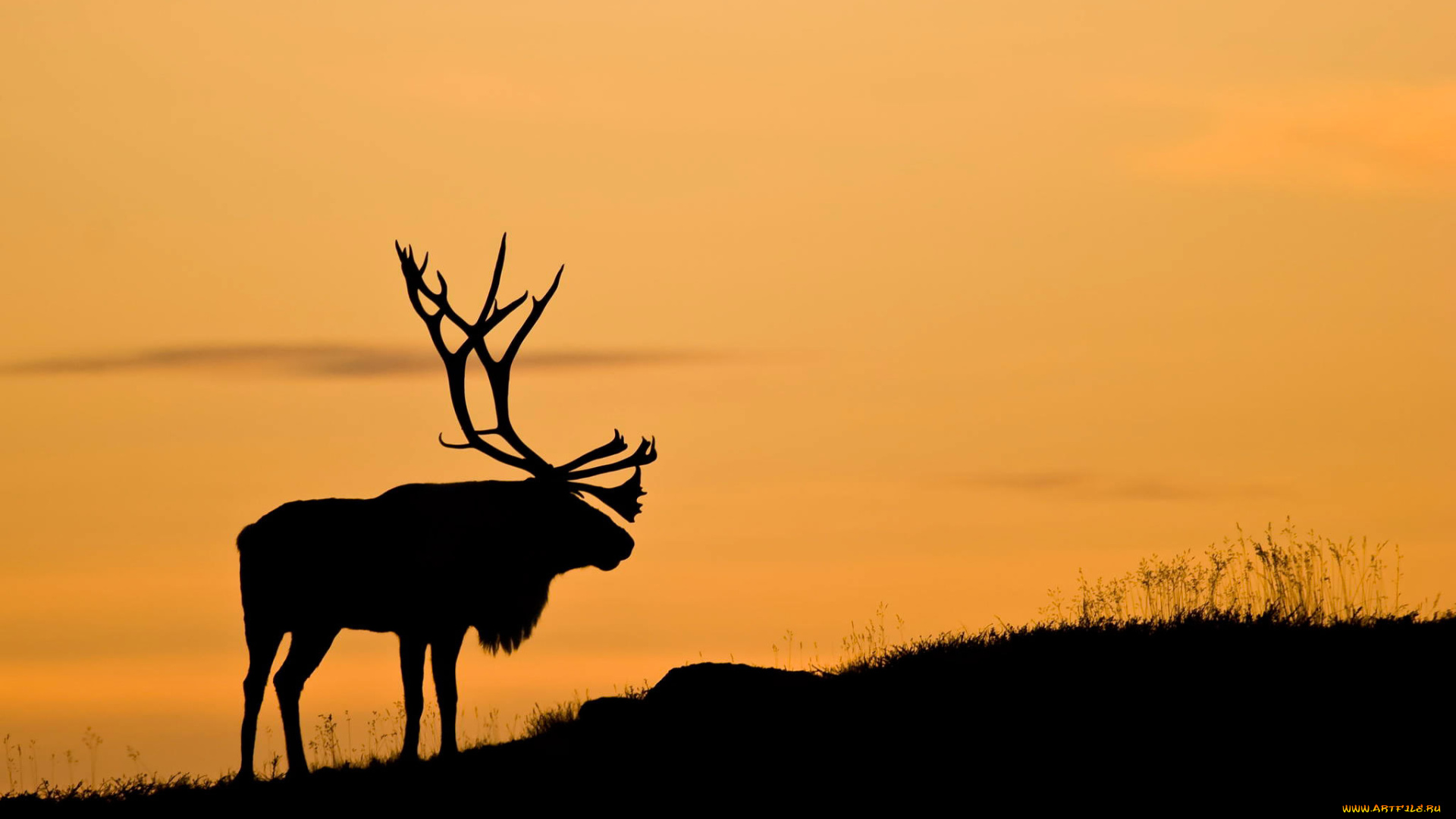 животные, олени, силуэт, закат, северный, олень