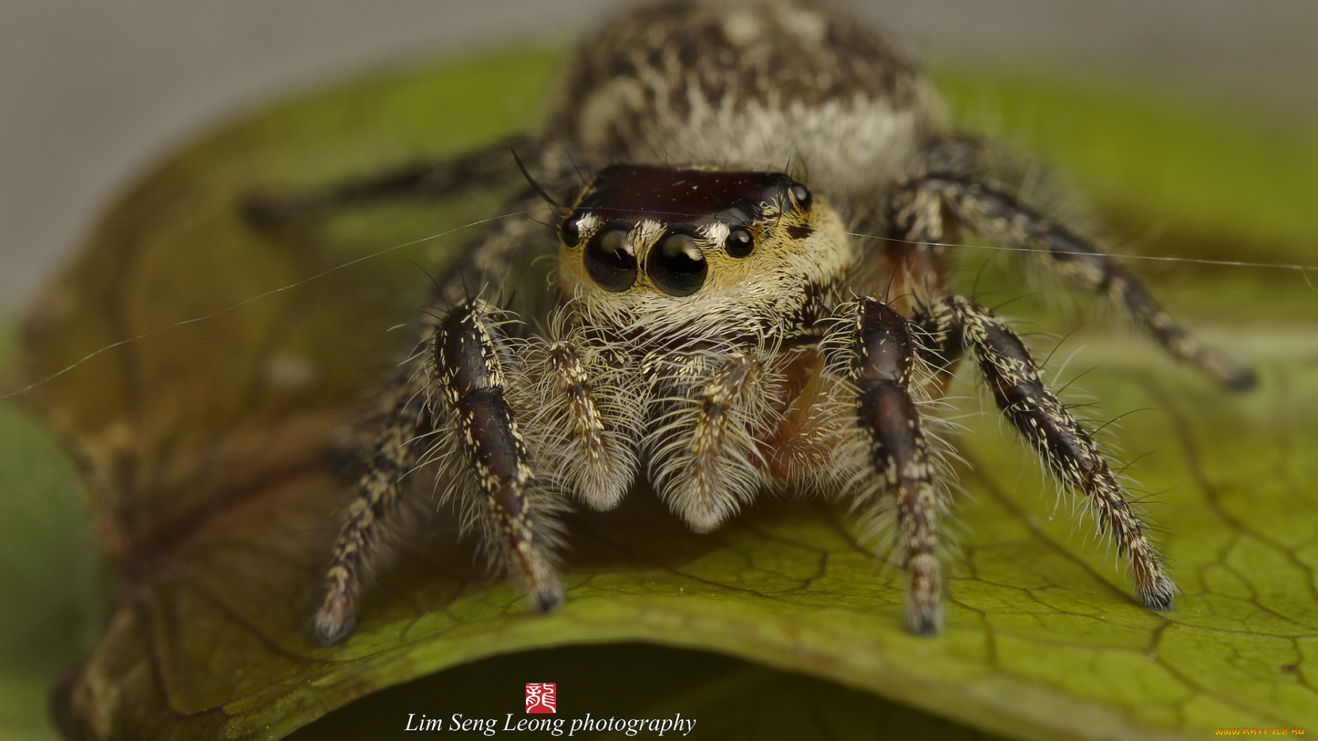 животные, пауки, джампер, паук, макро, паутинка