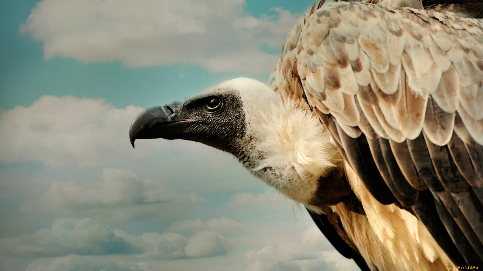 животные, птицы, -, хищники, облака, птица, гриф, клюв
