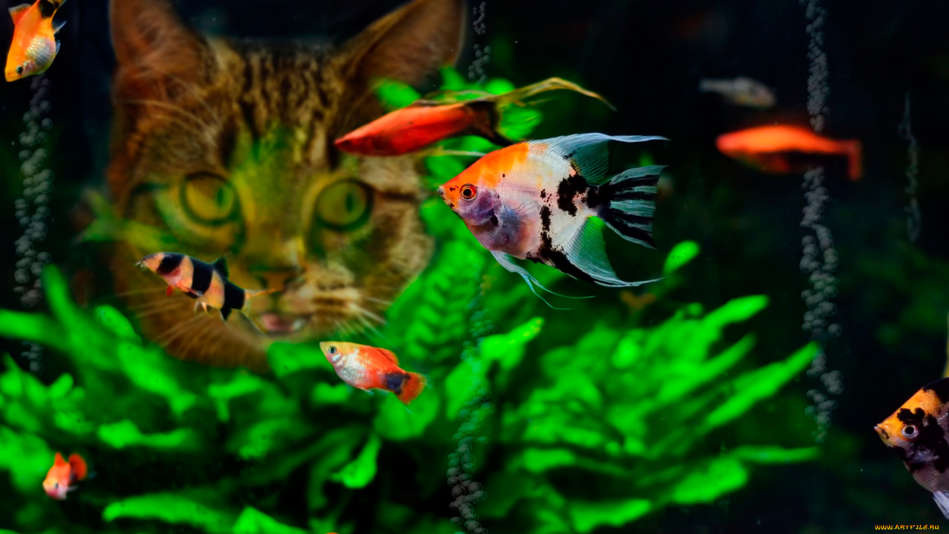 животные, разные, вместе, рыбки, аквариум, еда, кошка