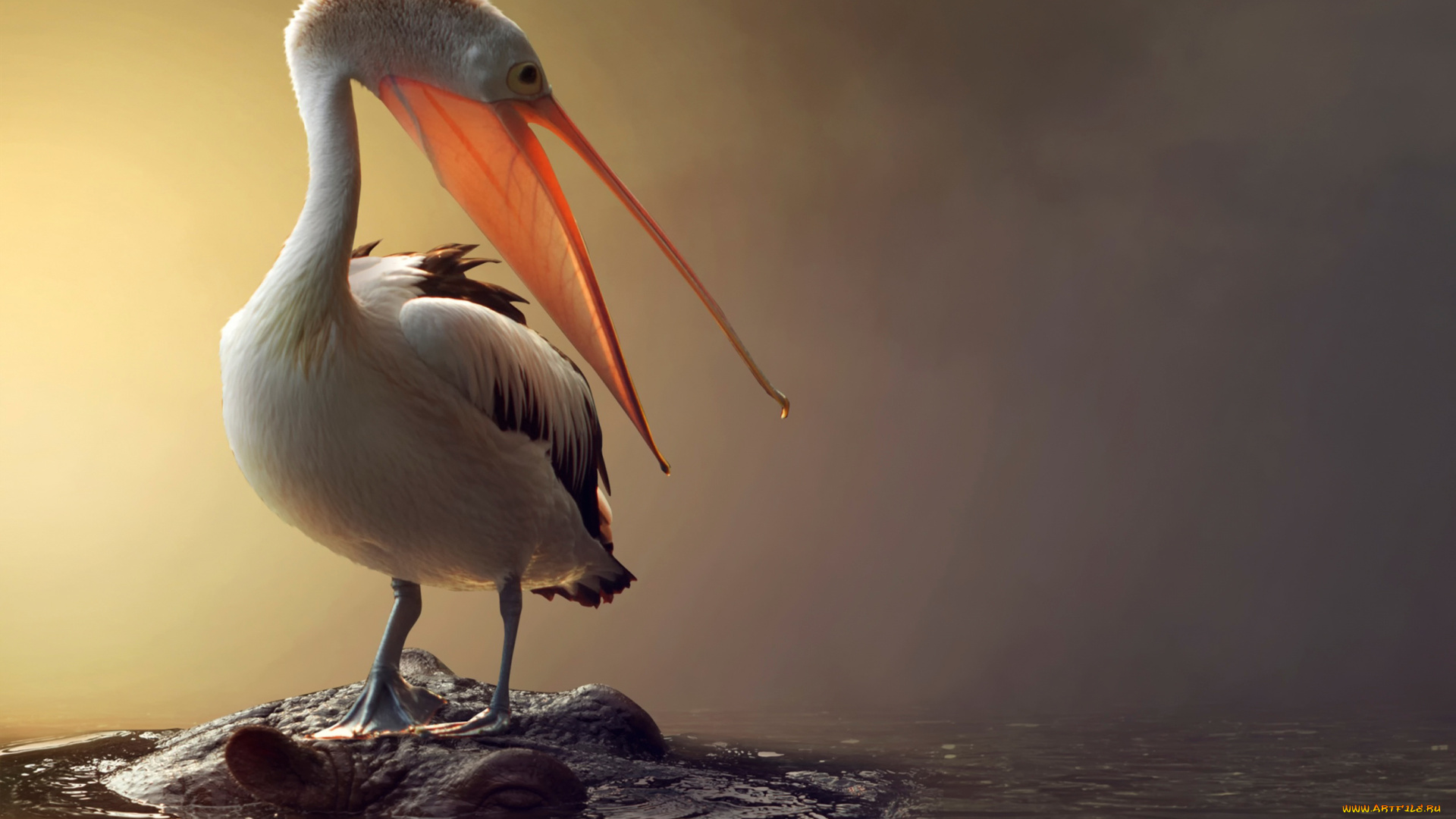 животные, разные, вместе, вода, пеликан, птица, бегемот