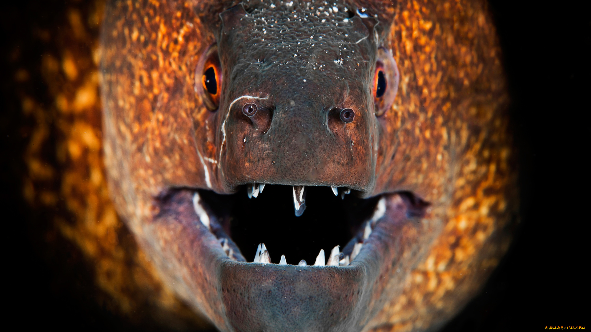 животные, рыбы, мурена, рыба, макро, зубы, пасть