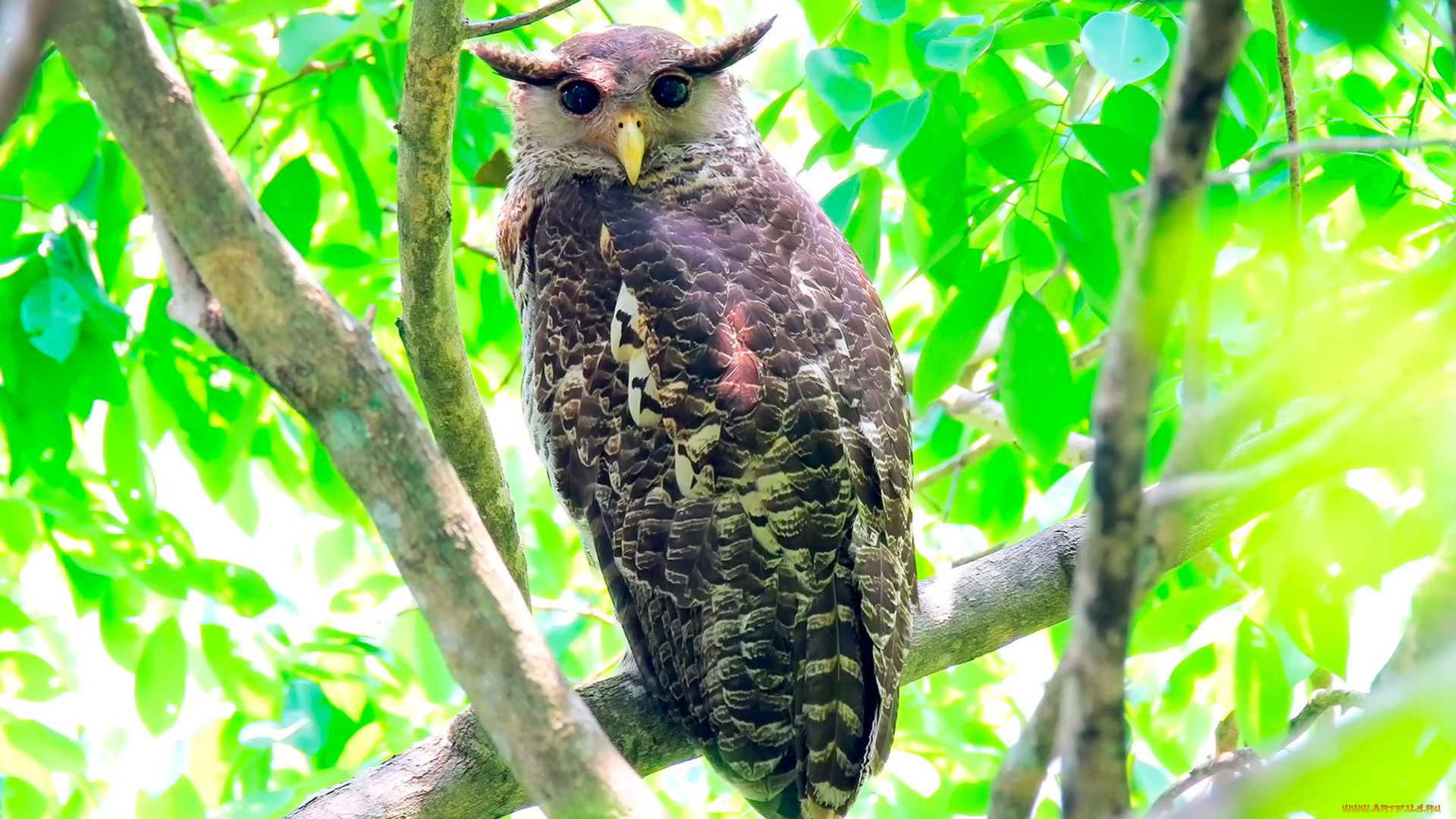 животные, совы, филин, птица, листья, зелень