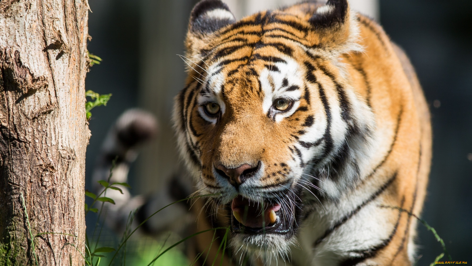 животные, тигры, морда, хищник, дерево, свет, солнце, клыки, кошка