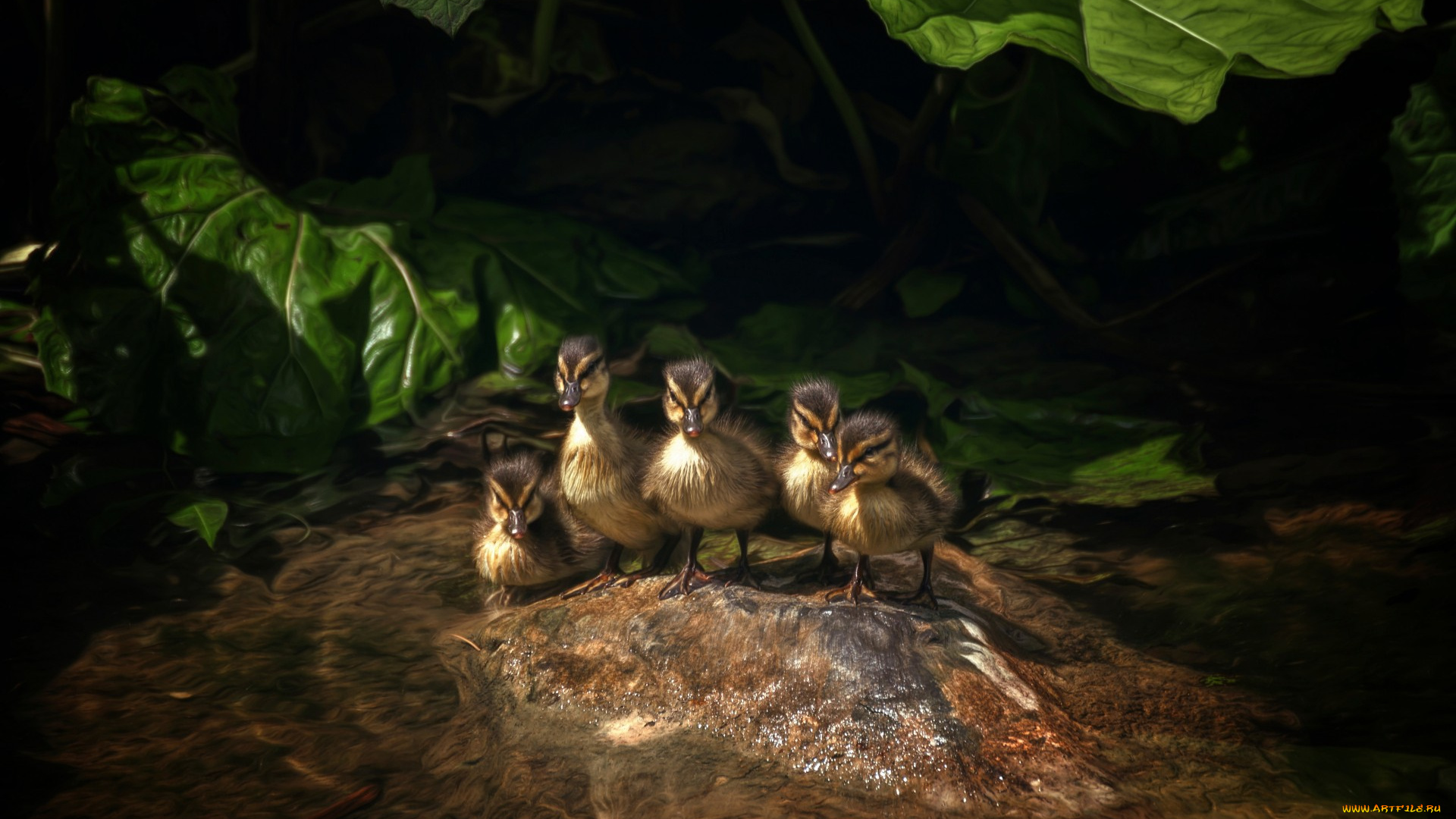 животные, утки, вода, листья, утята, пятеро