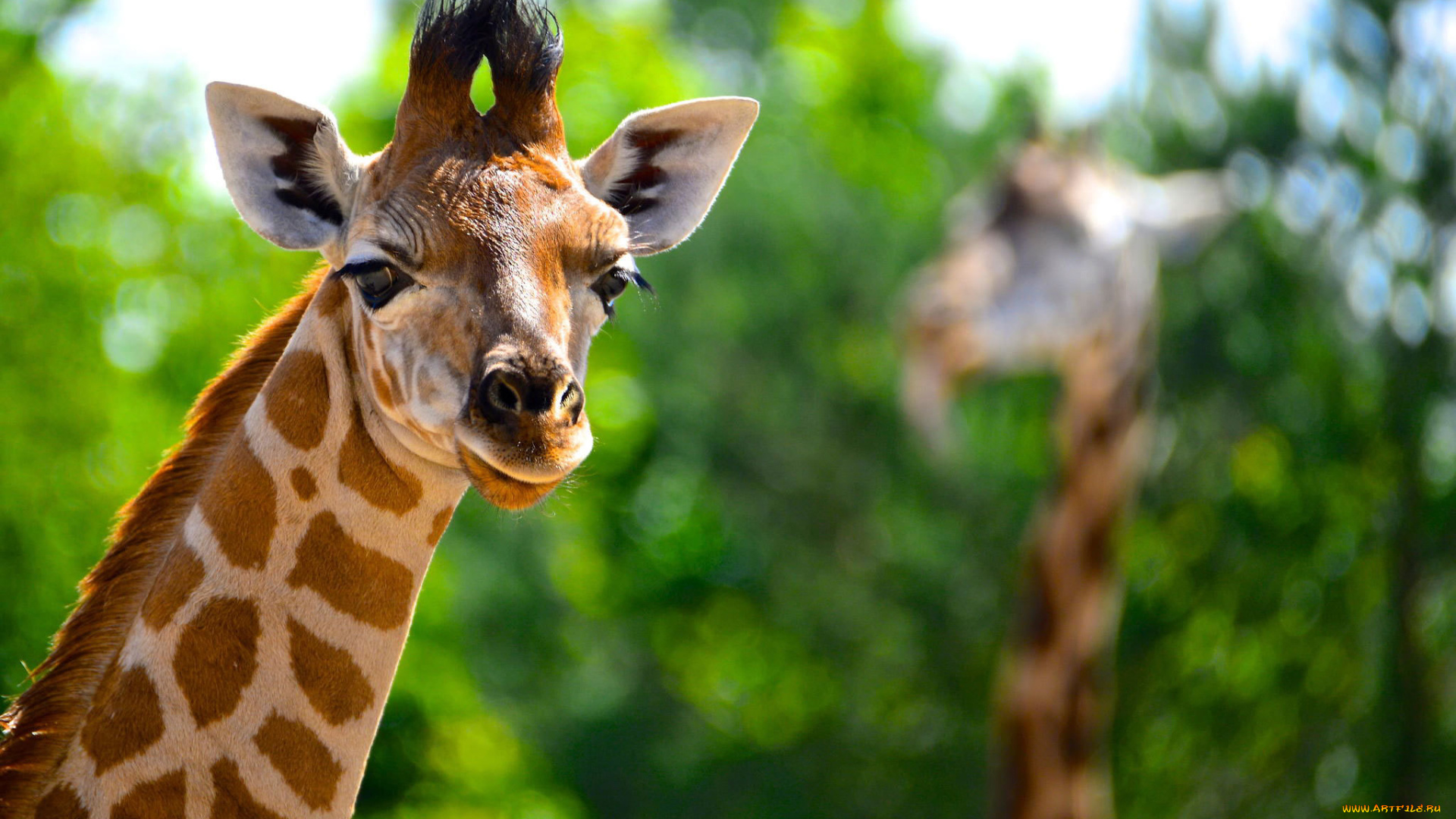 животные, жирафы, взгляд, фон, жираф