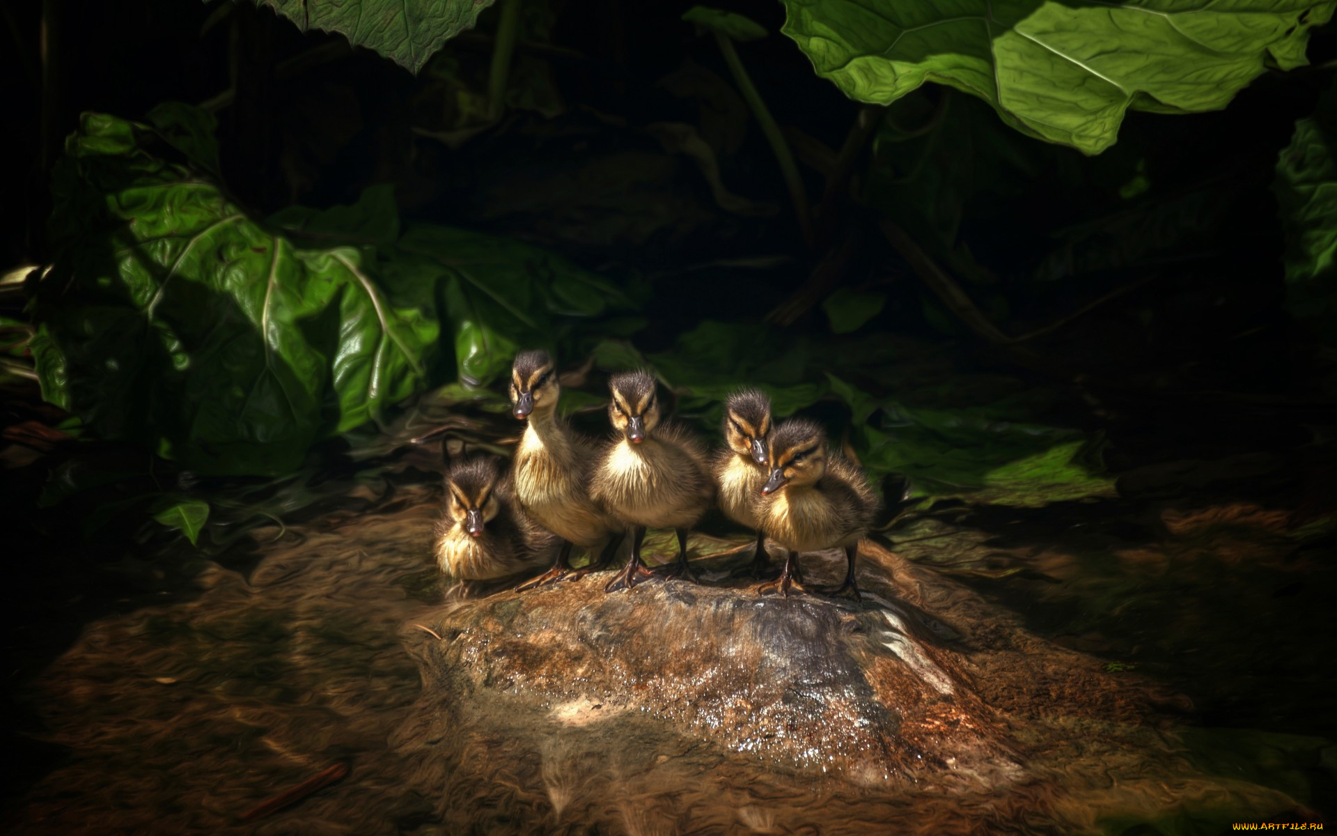 животные, утки, вода, листья, утята, пятеро