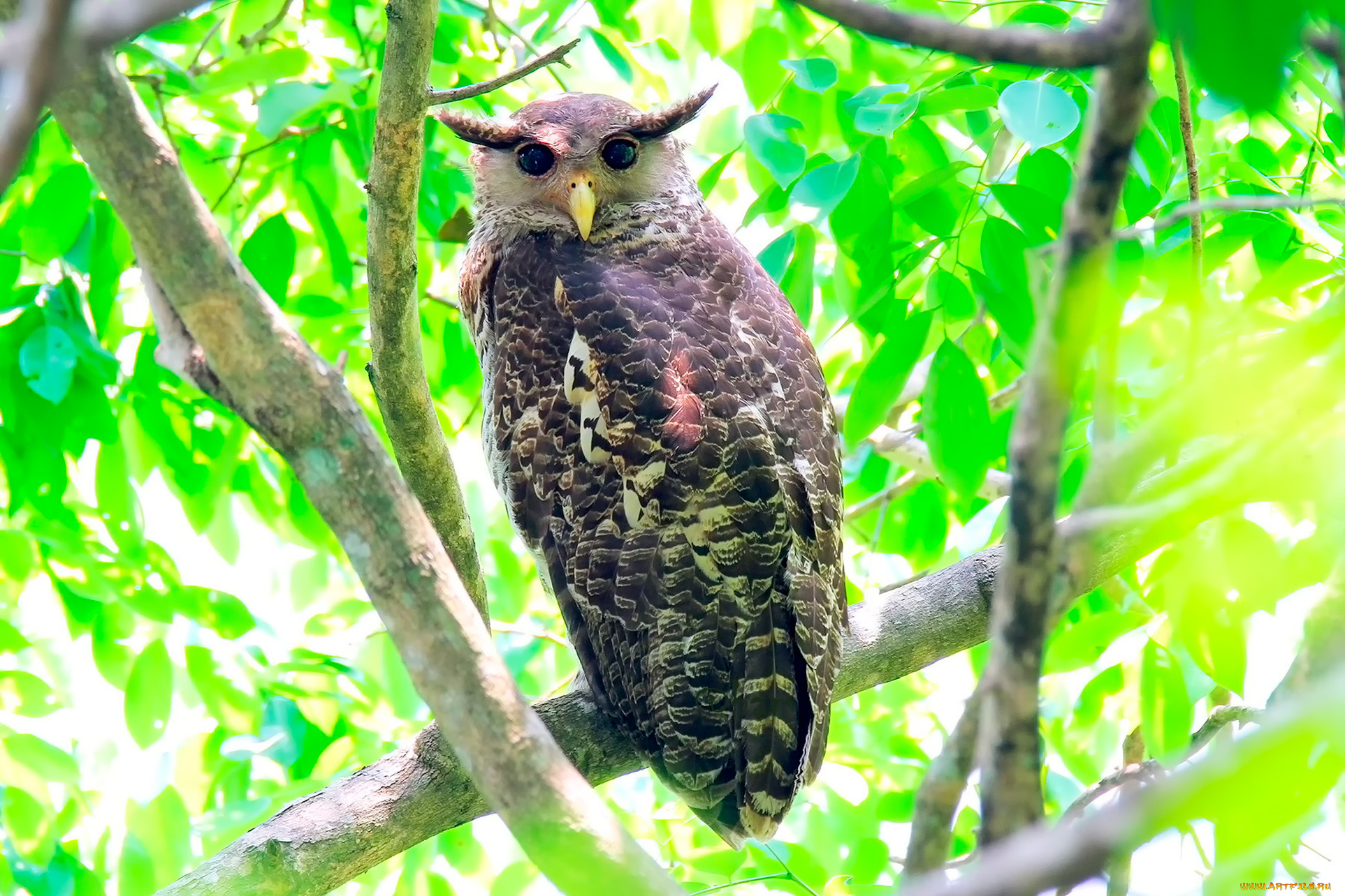 животные, совы, филин, птица, листья, зелень