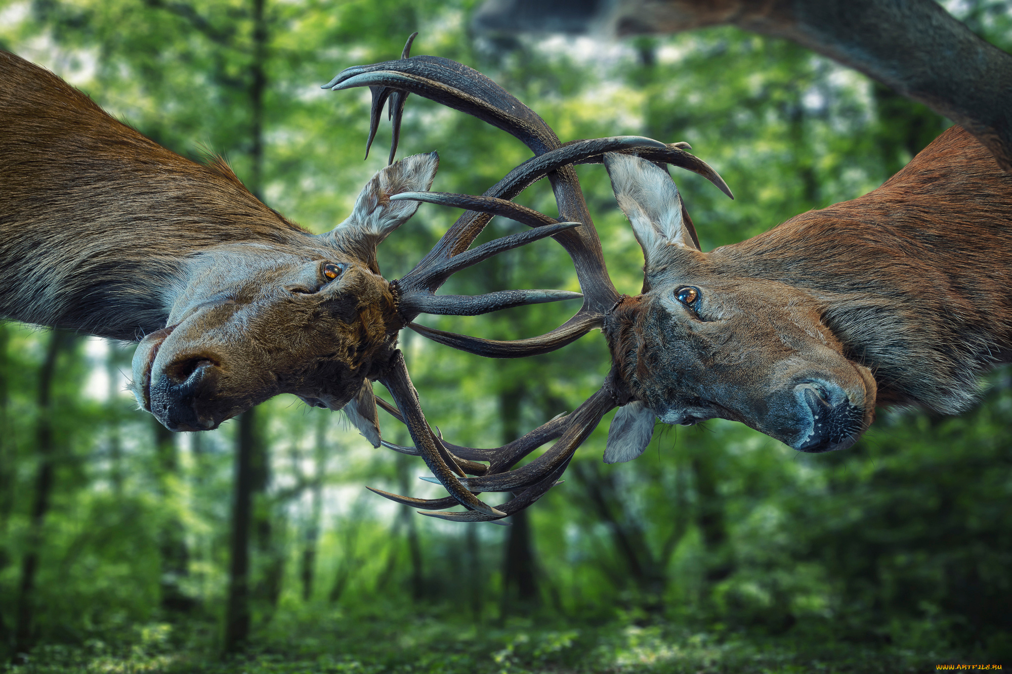 животные, олени, рога, схватка