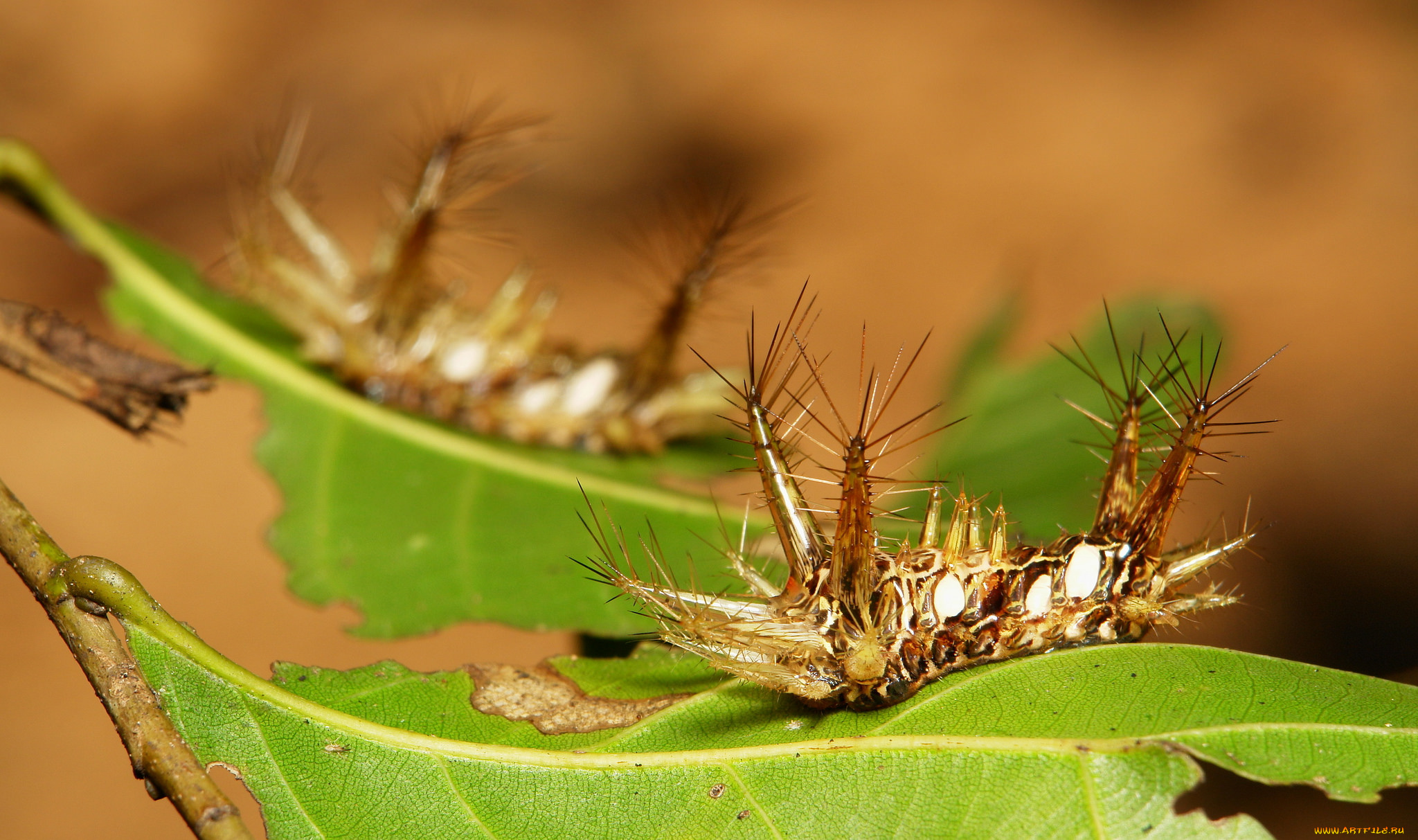 животные, гусеницы, листья, макро, itchydogimages