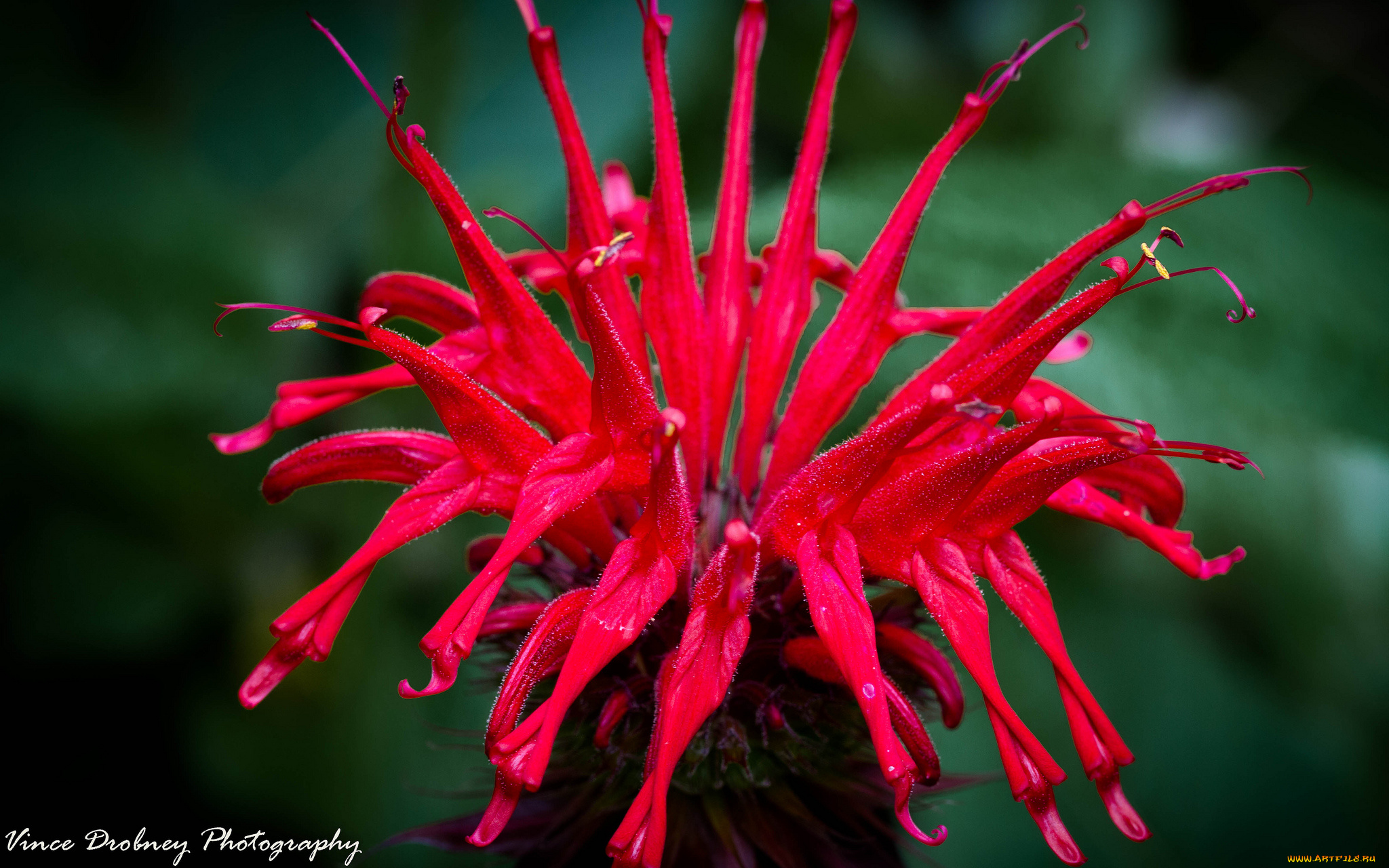 цветы, соцветие, макро, цветок, роса, красный