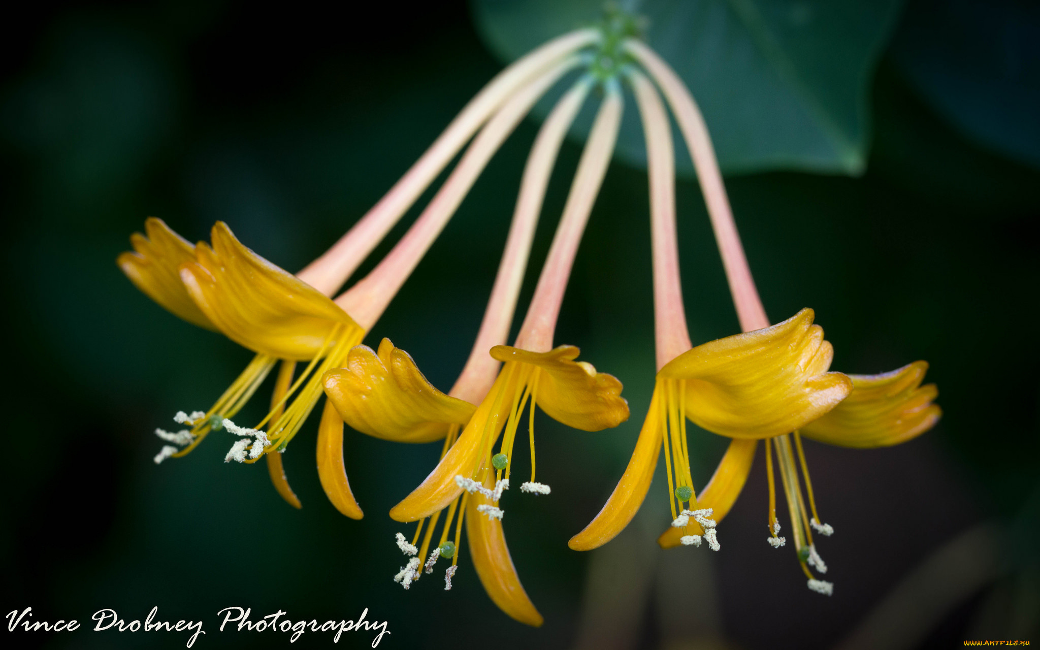 цветы, жёлтые, трубочки, макро