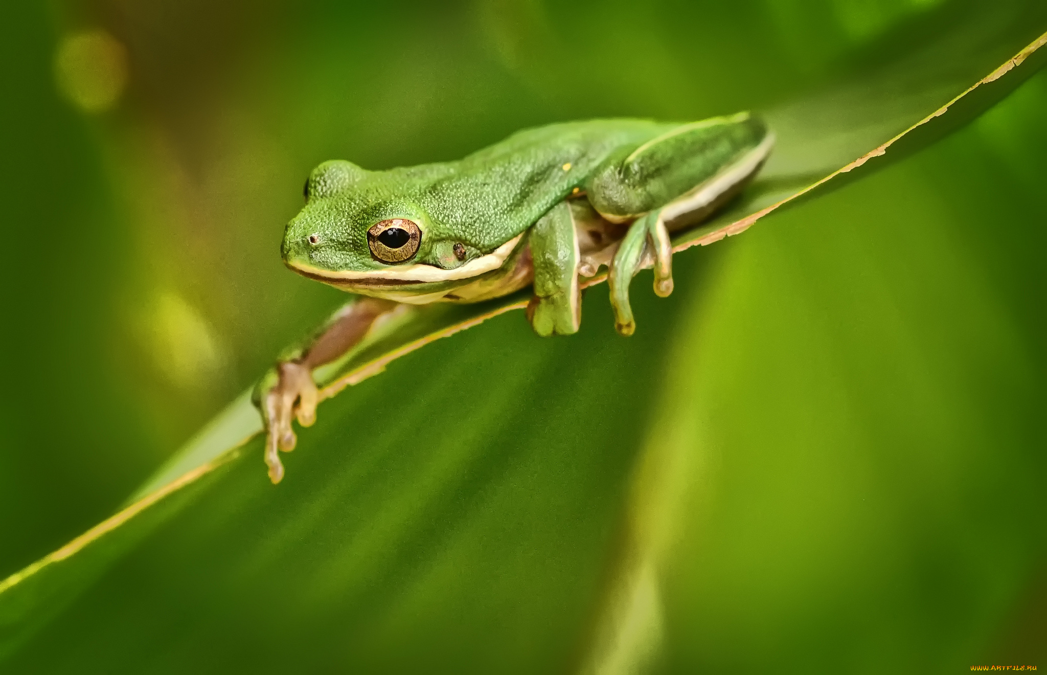 животные, лягушки, лягушка