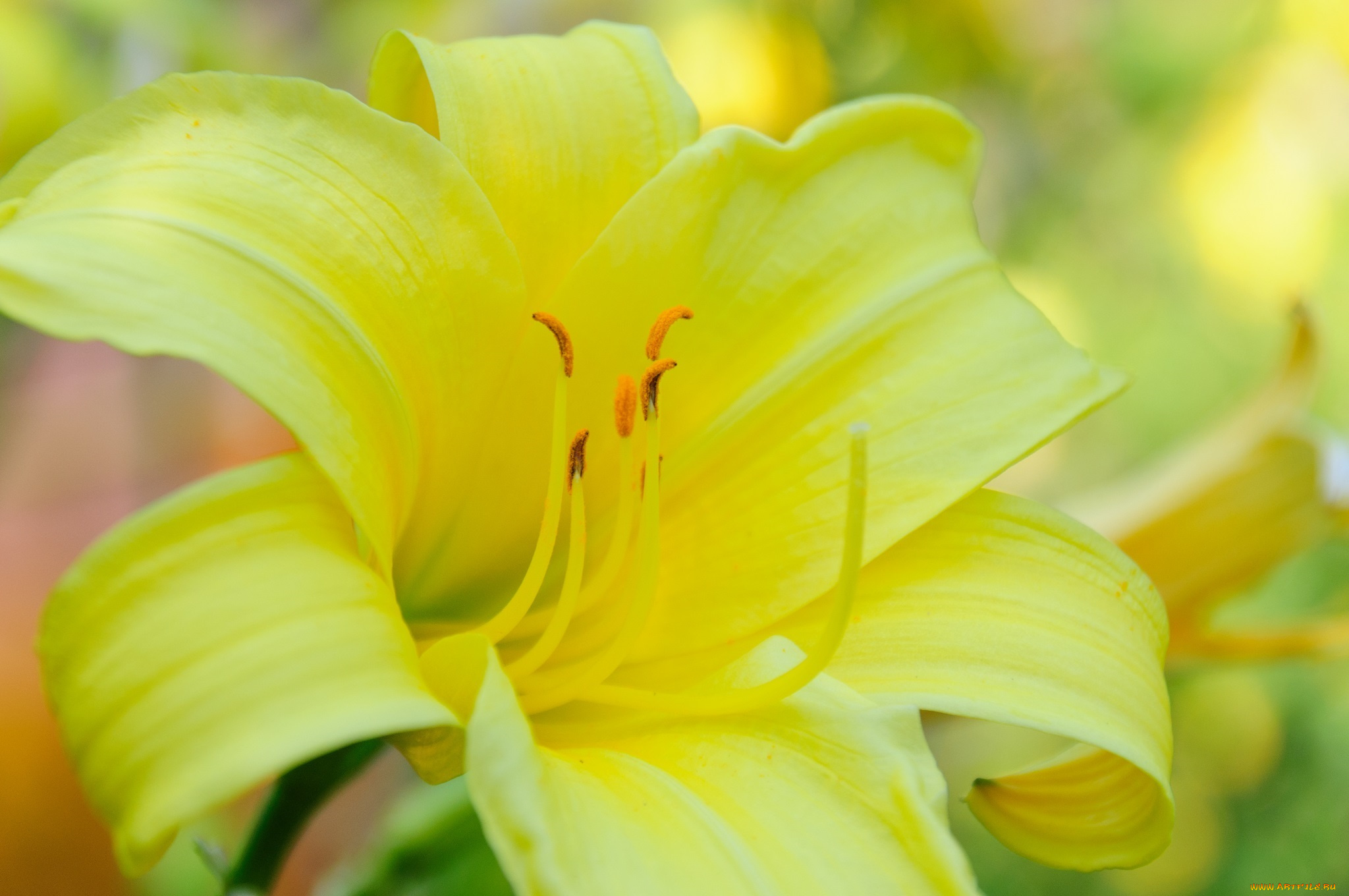 цветы, лилии, , лилейники, желтый