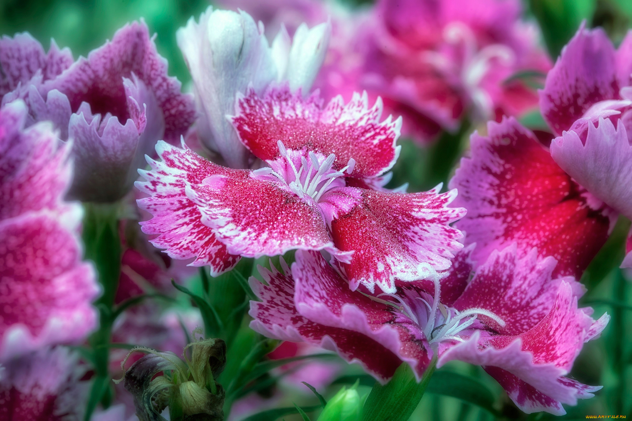 цветы, флоксы, макро, лепестки, magic, kingdom