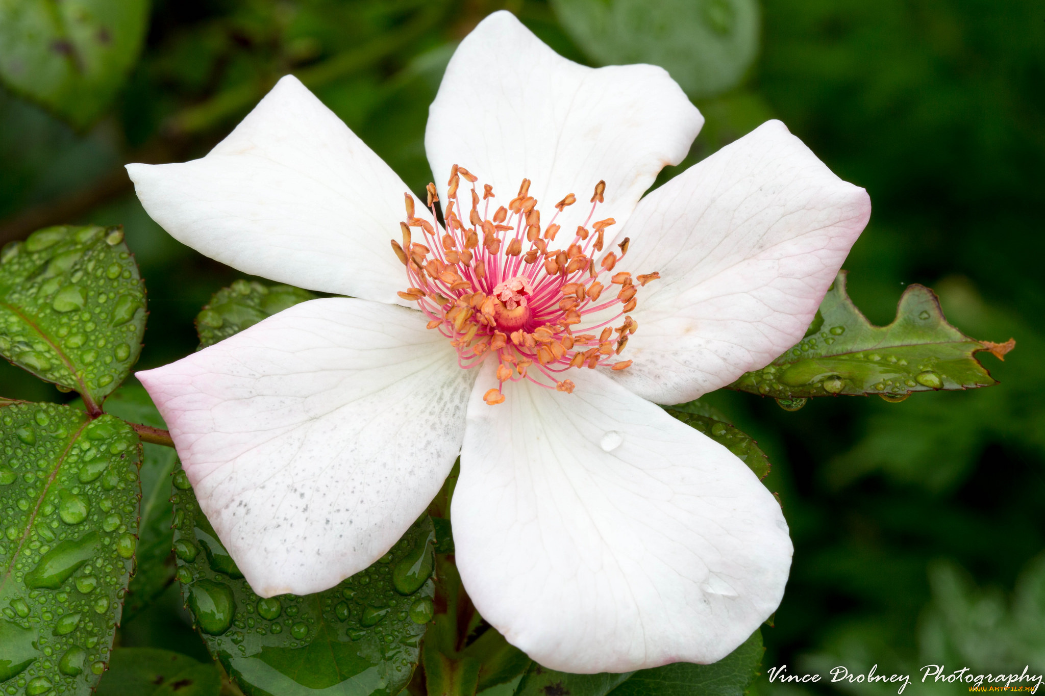 цветы, шиповник, макро, цветок, капли, тычинки, листья, лепестки, утро, роса