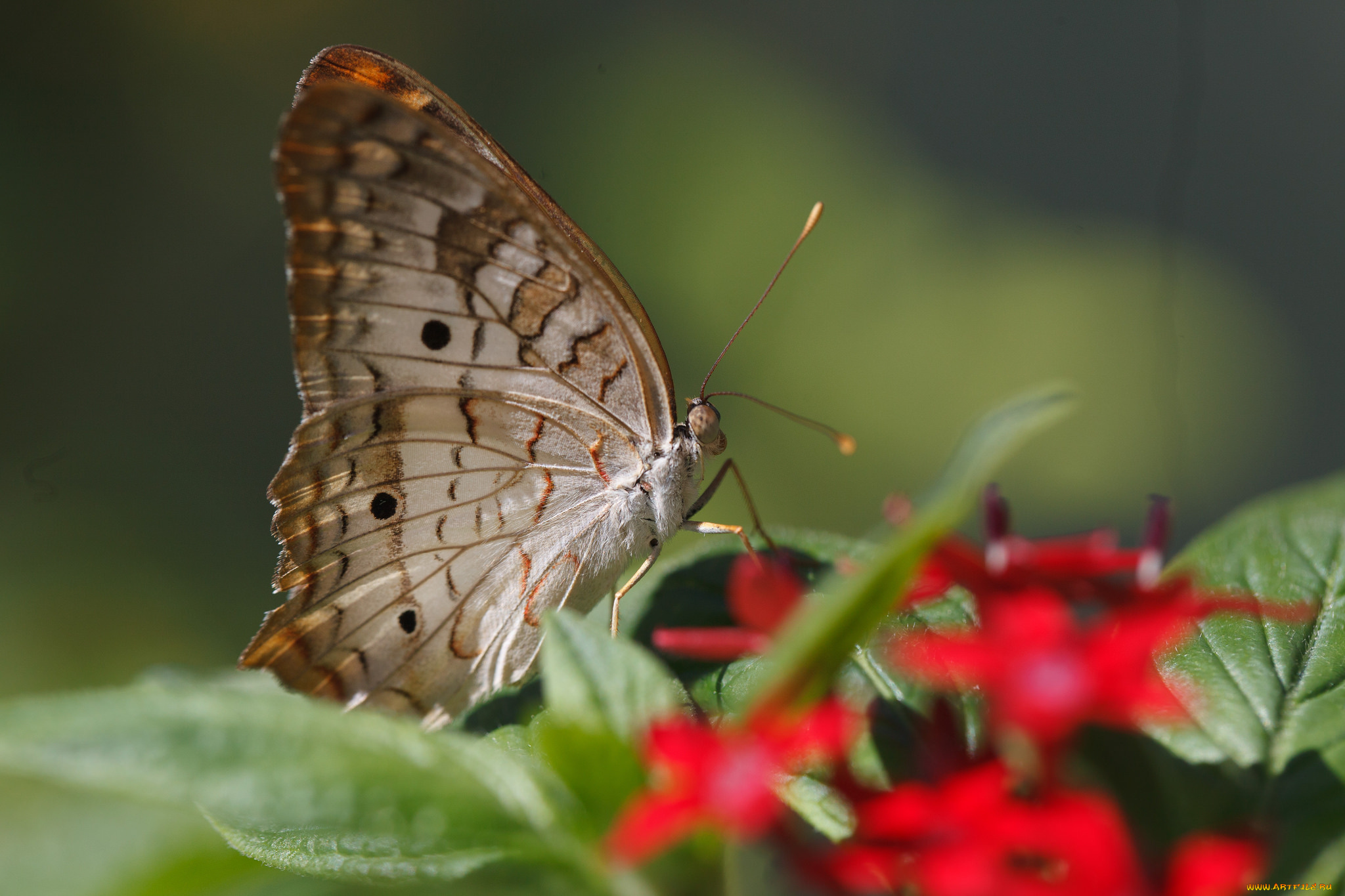 животные, бабочки, bob, decker, листья, насекомое, усики, цветок, крылья, фон, бабочка, макро